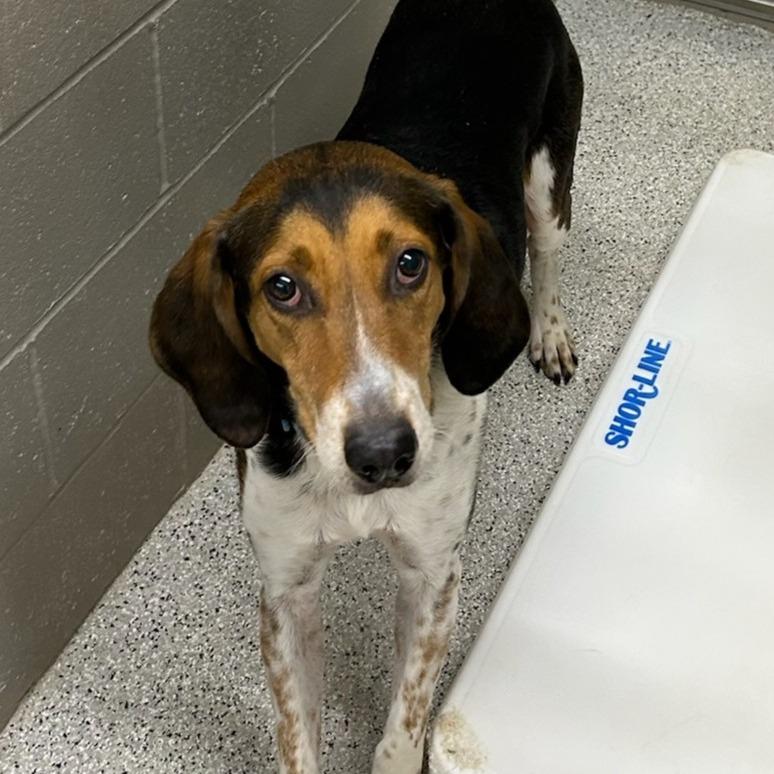 Enlarge Murphy, a Adoptable Treeing Walker Coonhound in Carlyle, IL image 1/1