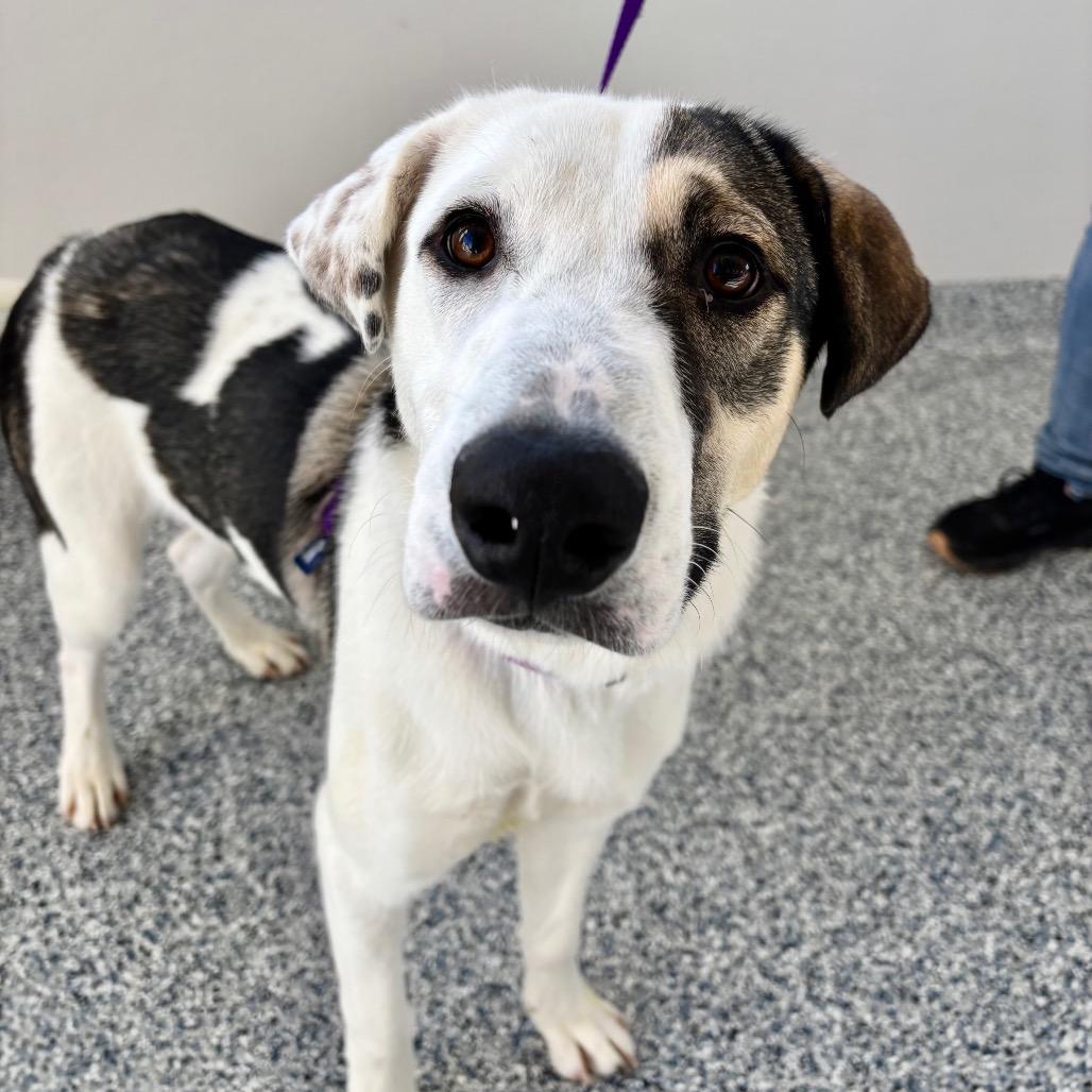 Buzz, Adoptable, Young Male Border Collie & Shepherd.