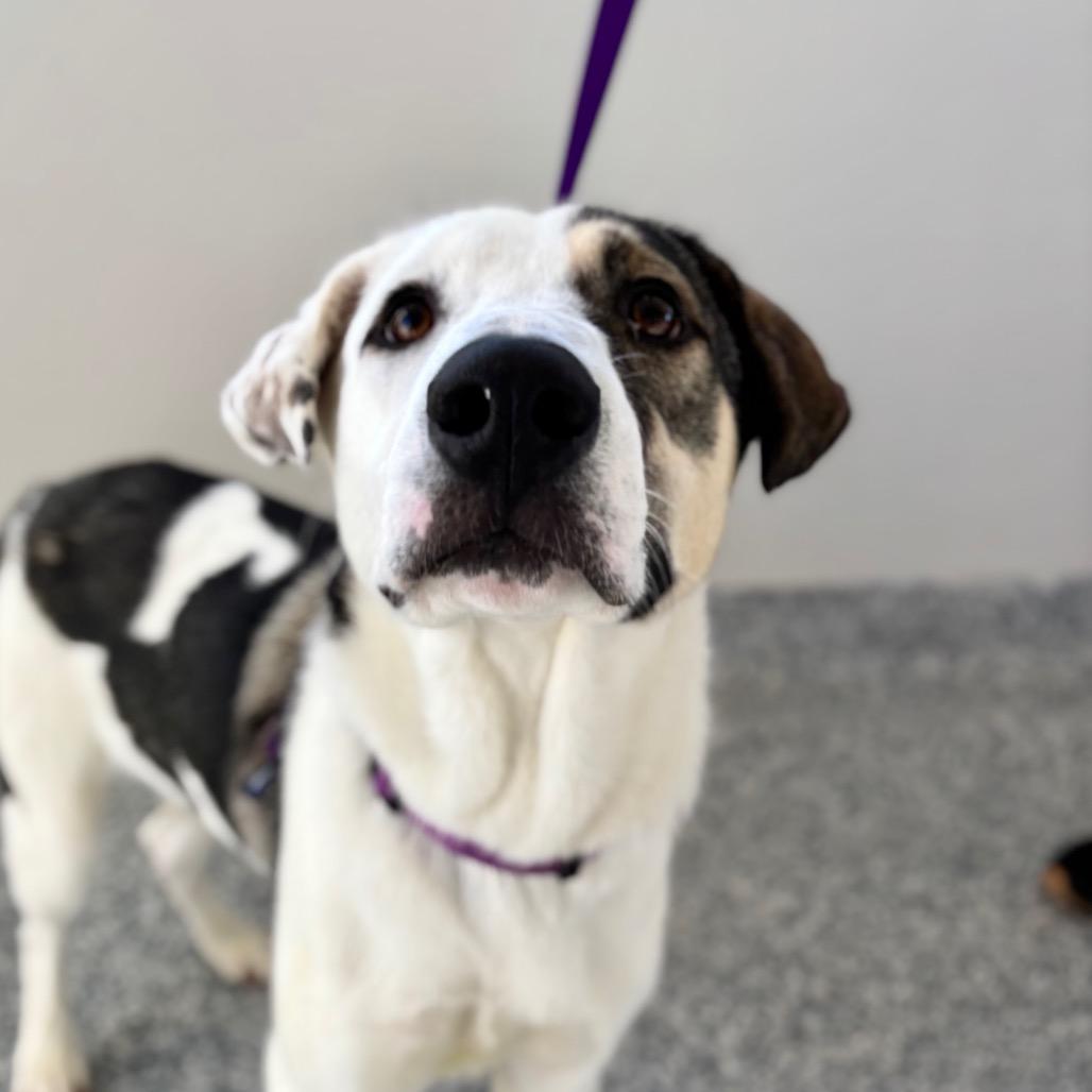 Enlarge Buzz, a Adoptable mixed breed in Great Falls, MT image 2/2