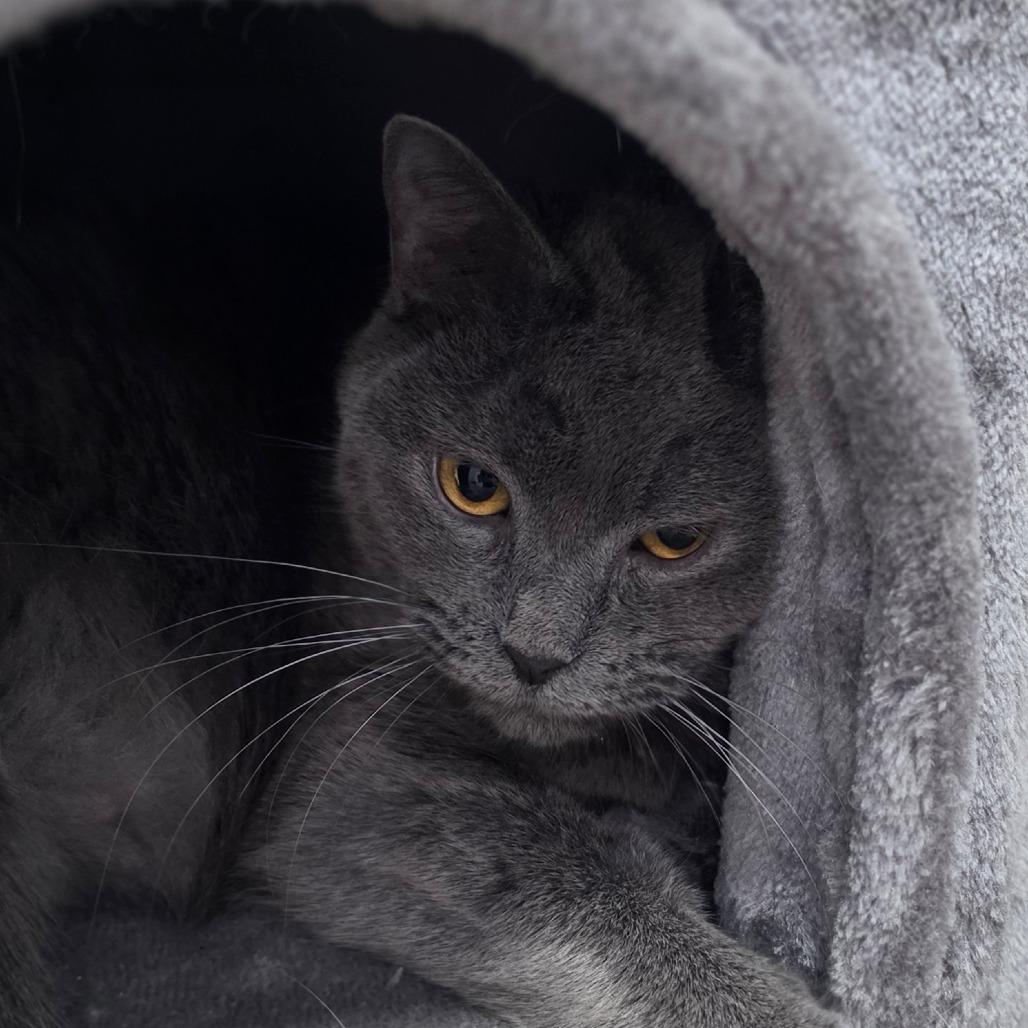 Enlarge Mishi, a Adoptable Domestic Short Hair in Muncie, IN image 1/1