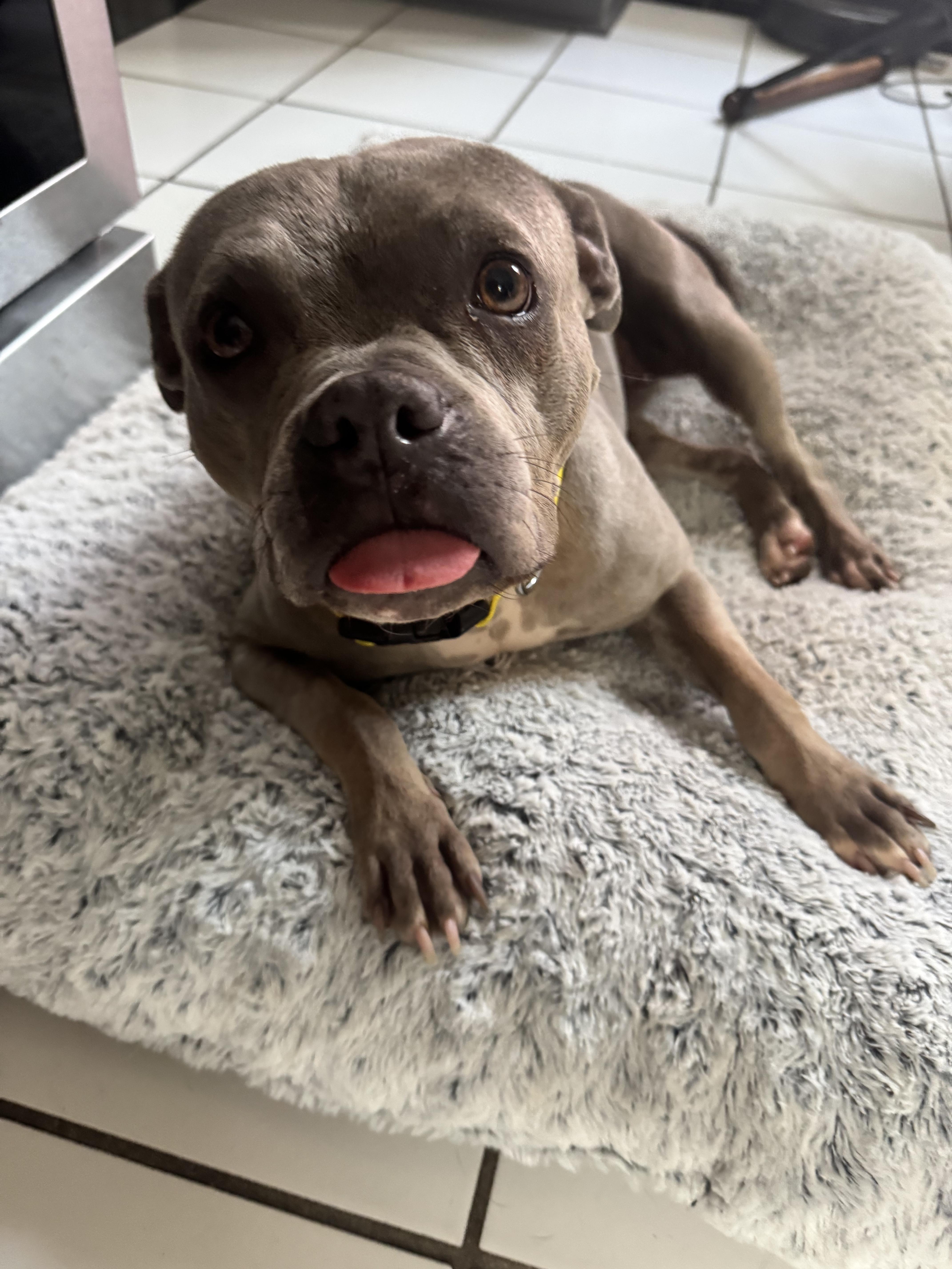 Enlarge Goblina, a ADOPTABLE mixed breed in New Orleans, LA image 3/6