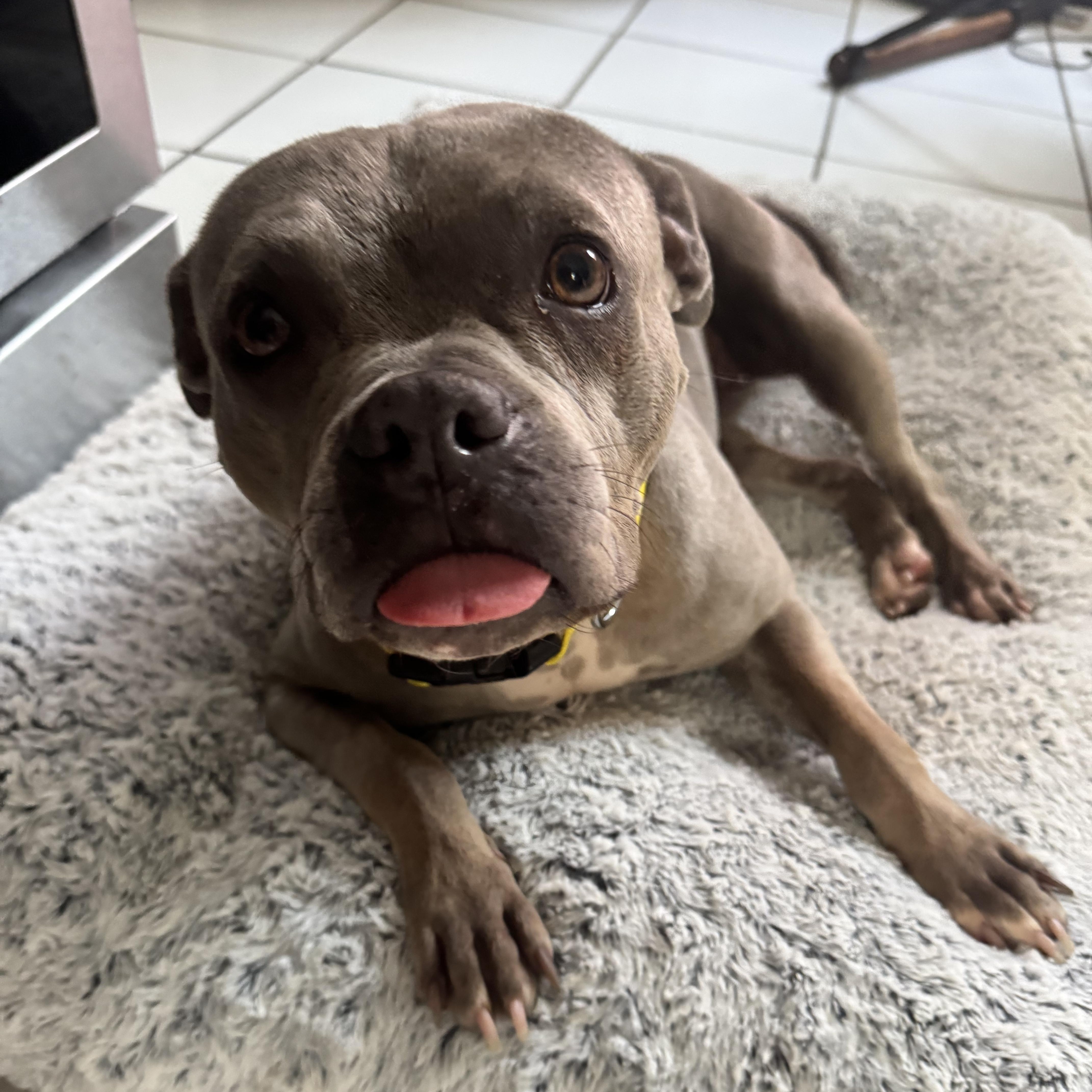 Goblina, a ADOPTABLE mixed breed in New Orleans, LA image 6/6