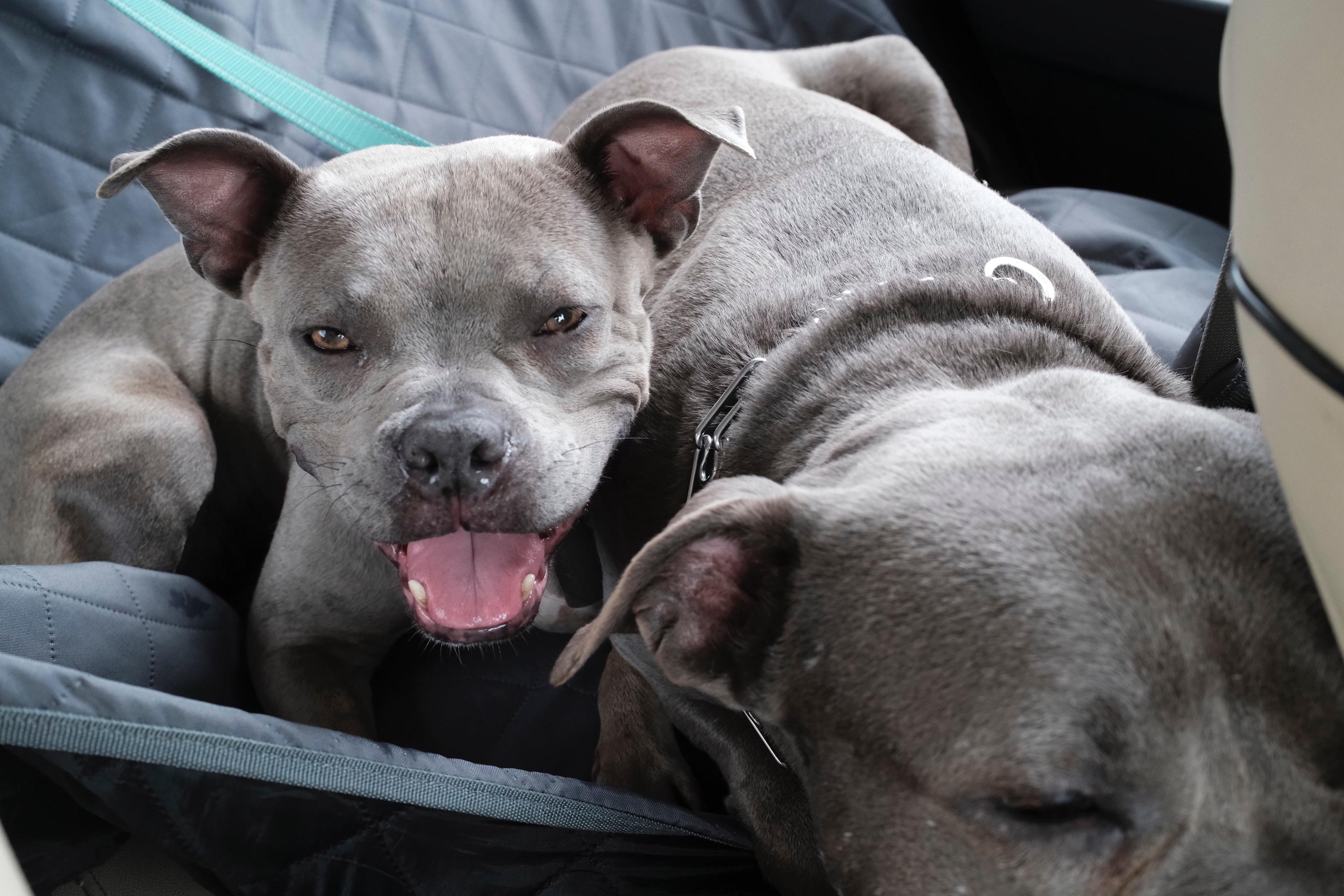 Enlarge Goblina, a ADOPTABLE mixed breed in New Orleans, LA image 2/6
