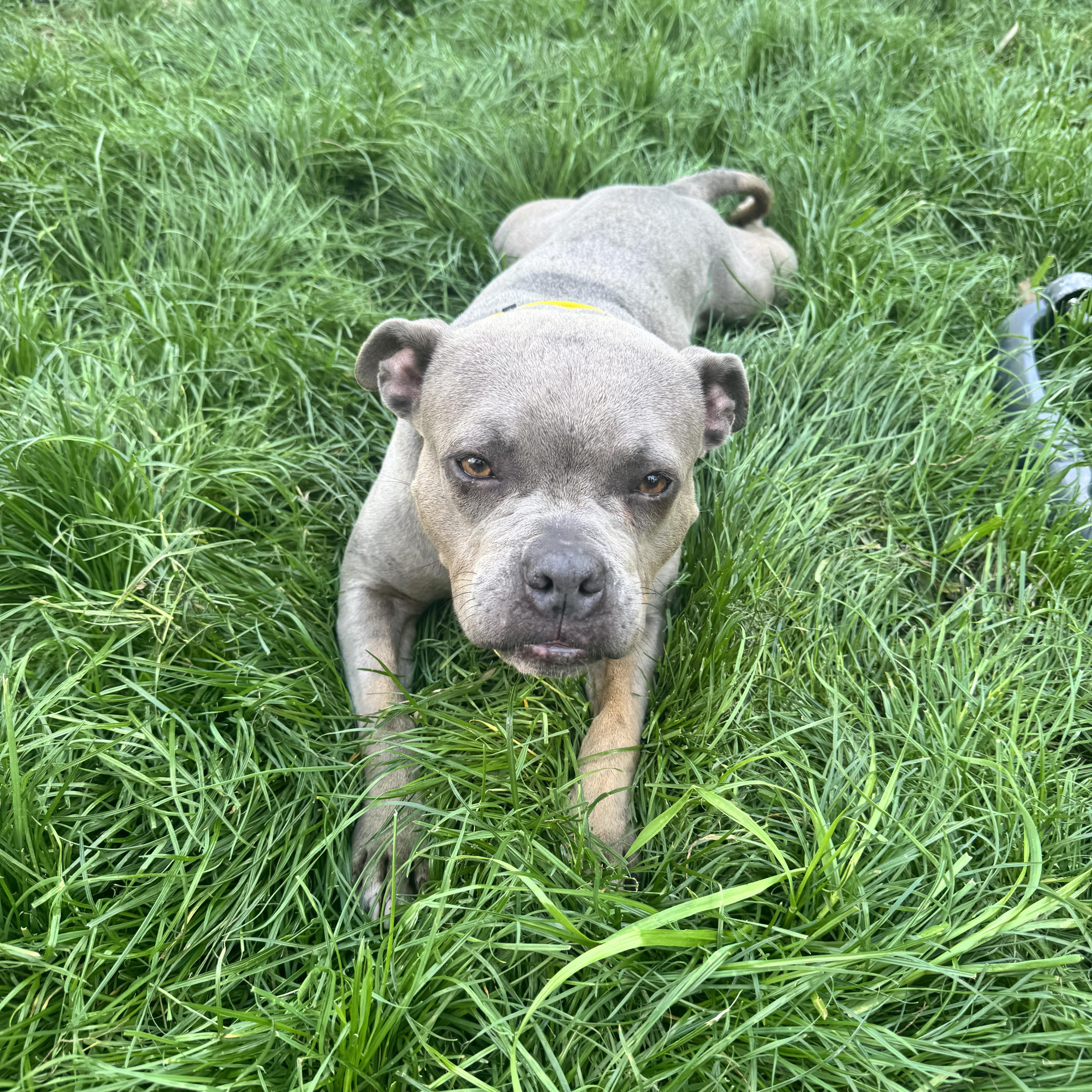 Goblina, a ADOPTABLE mixed breed in New Orleans, LA image 5/6