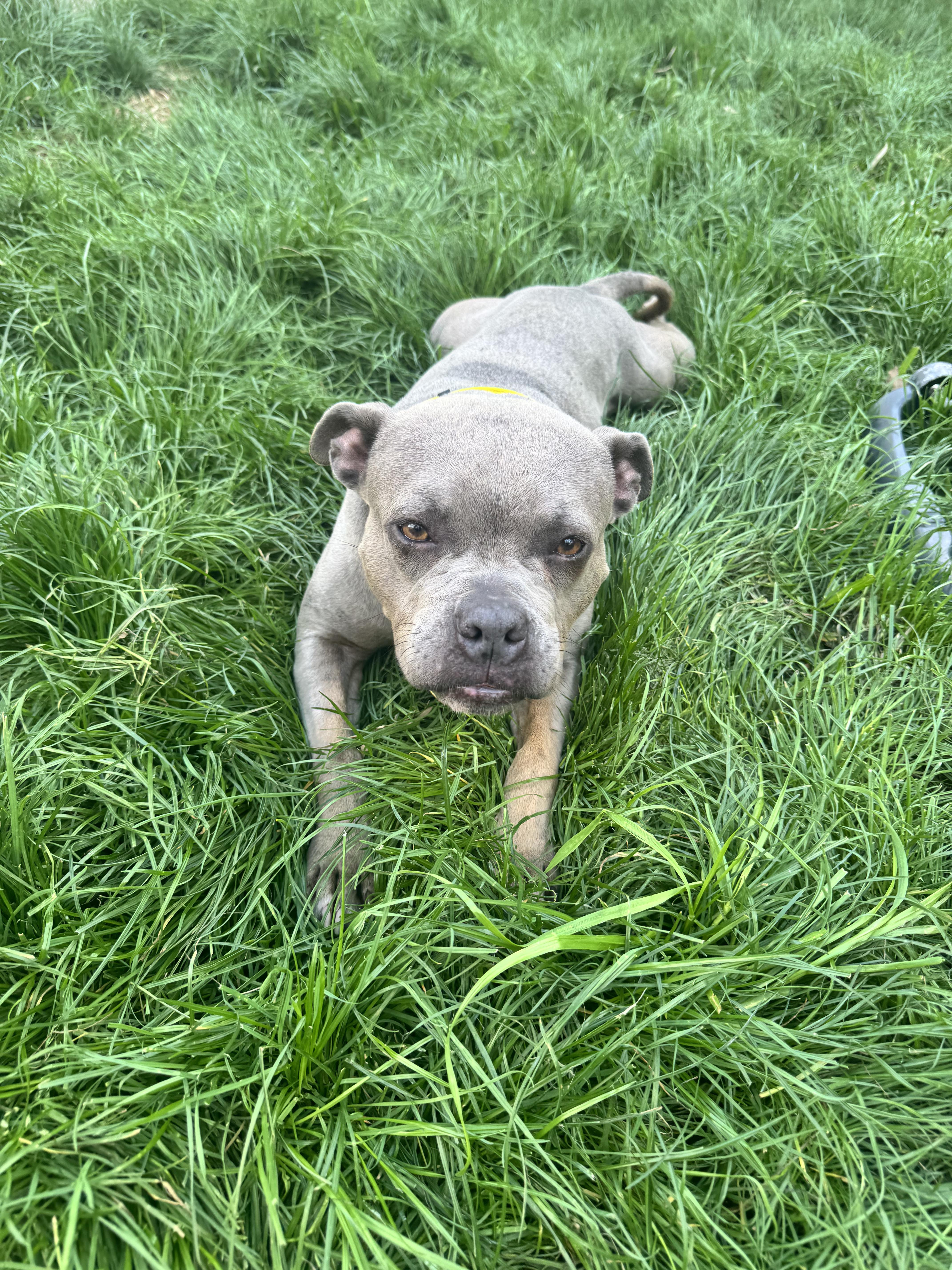 Enlarge Goblina, a ADOPTABLE mixed breed in New Orleans, LA image 5/6