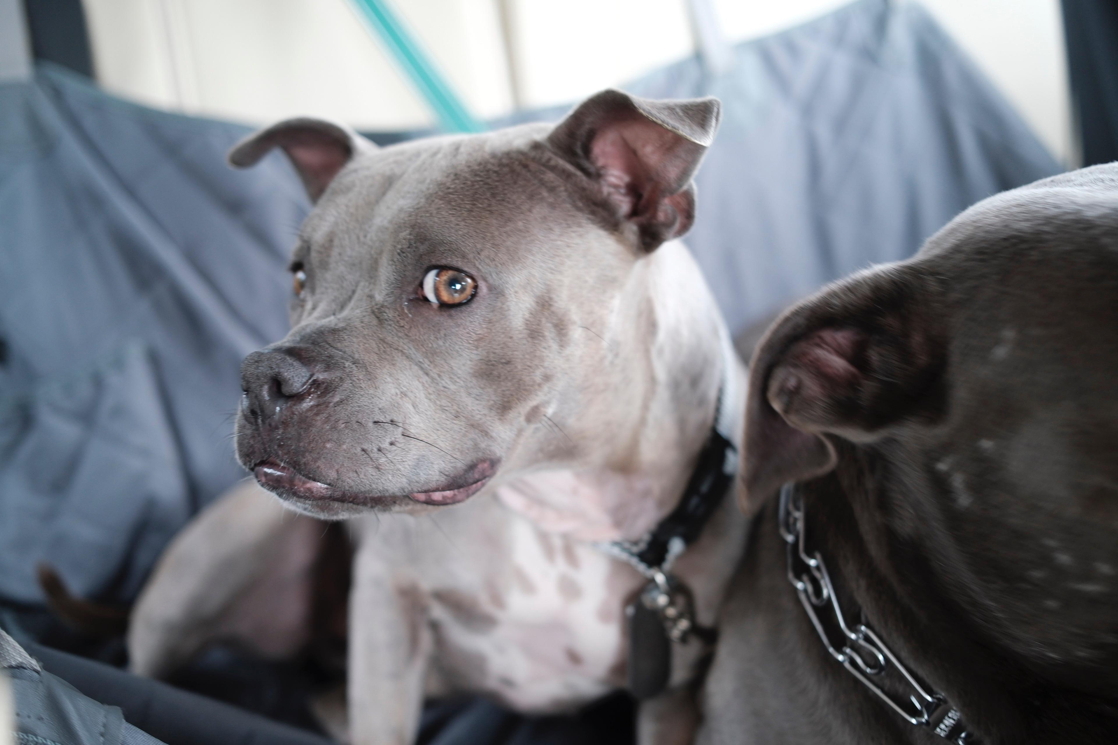 Enlarge Goblina, a ADOPTABLE mixed breed in New Orleans, LA image 6/6