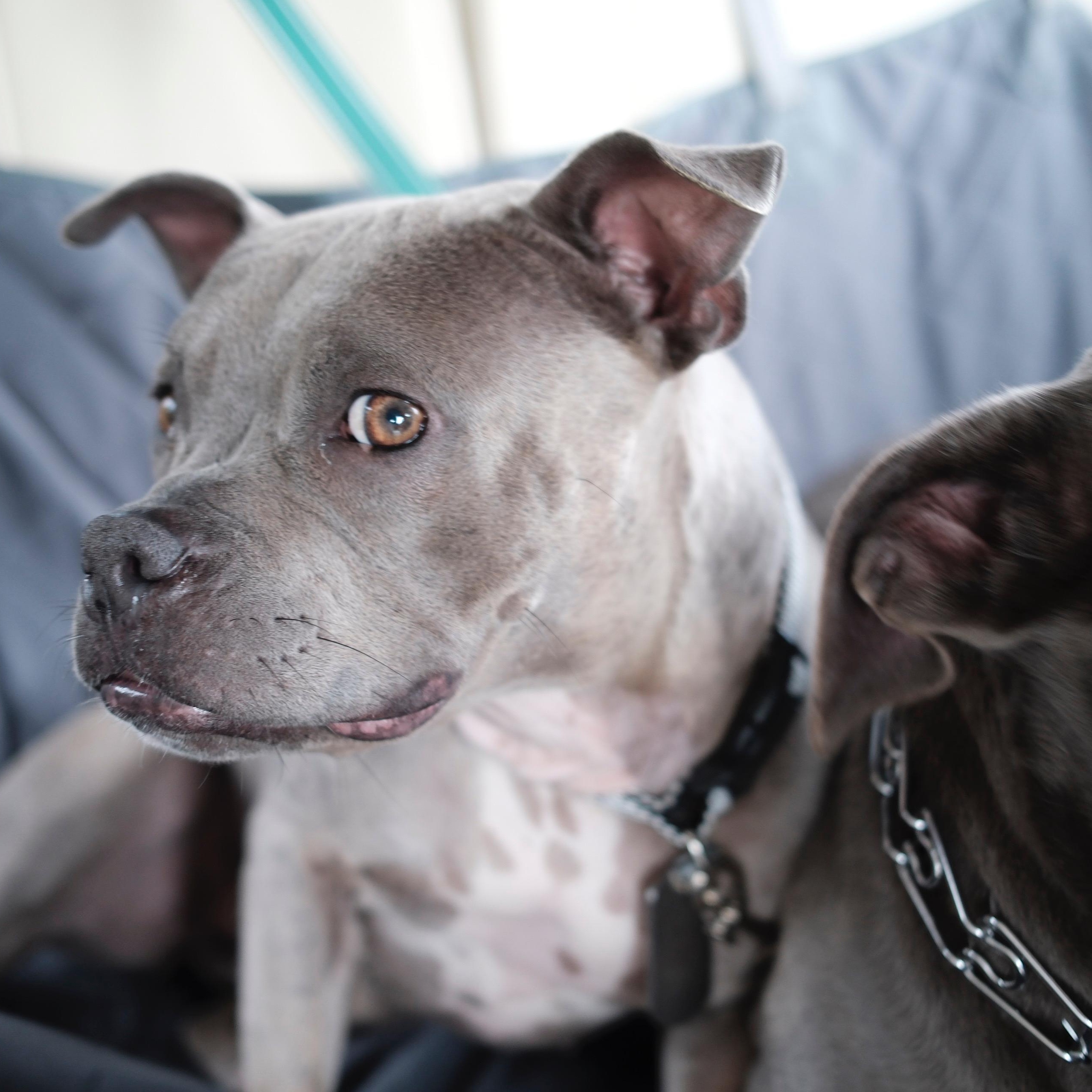 Goblina, a ADOPTABLE mixed breed in New Orleans, LA image 3/6