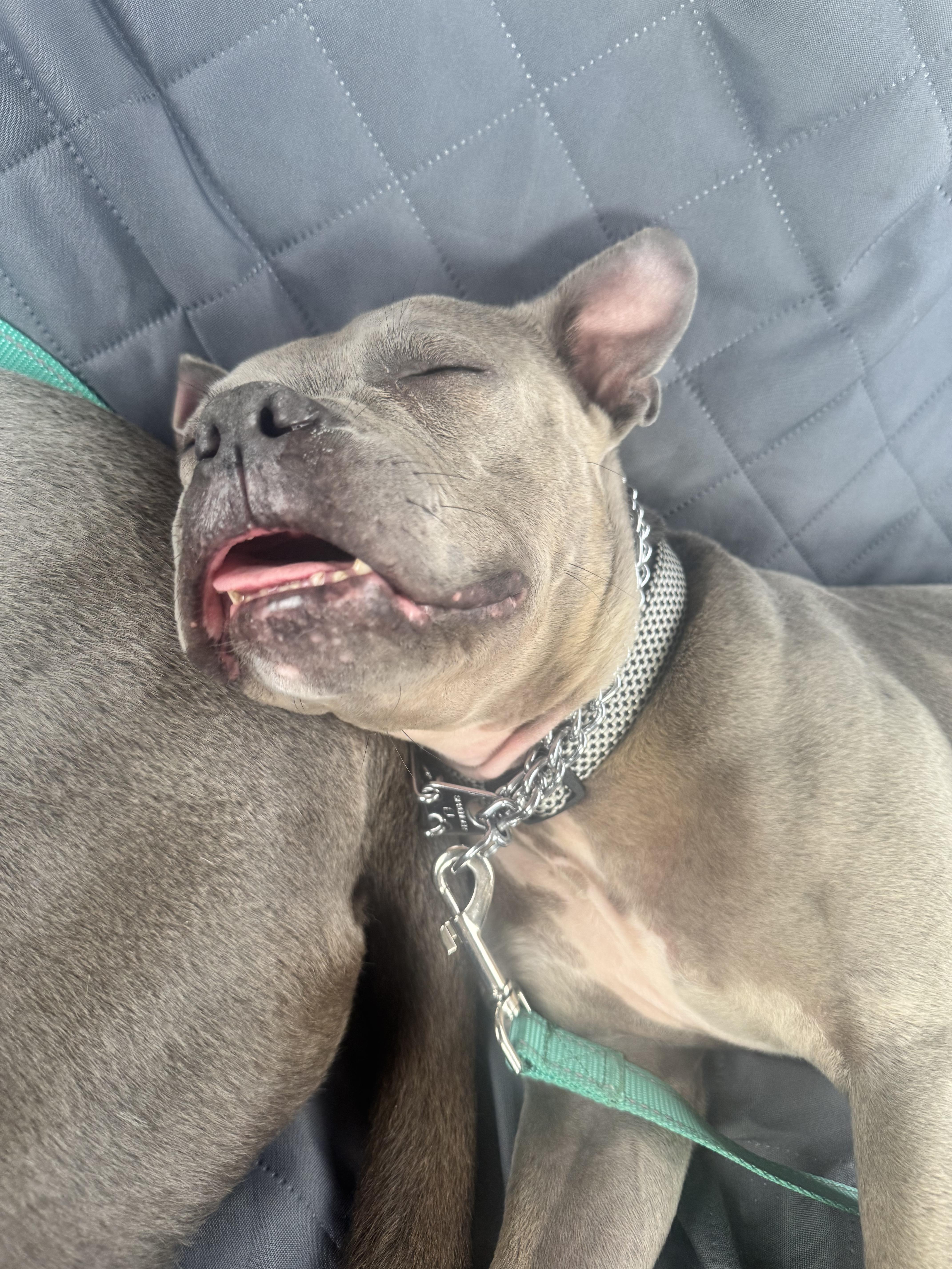 Enlarge Goblina, a ADOPTABLE mixed breed in New Orleans, LA image 4/6