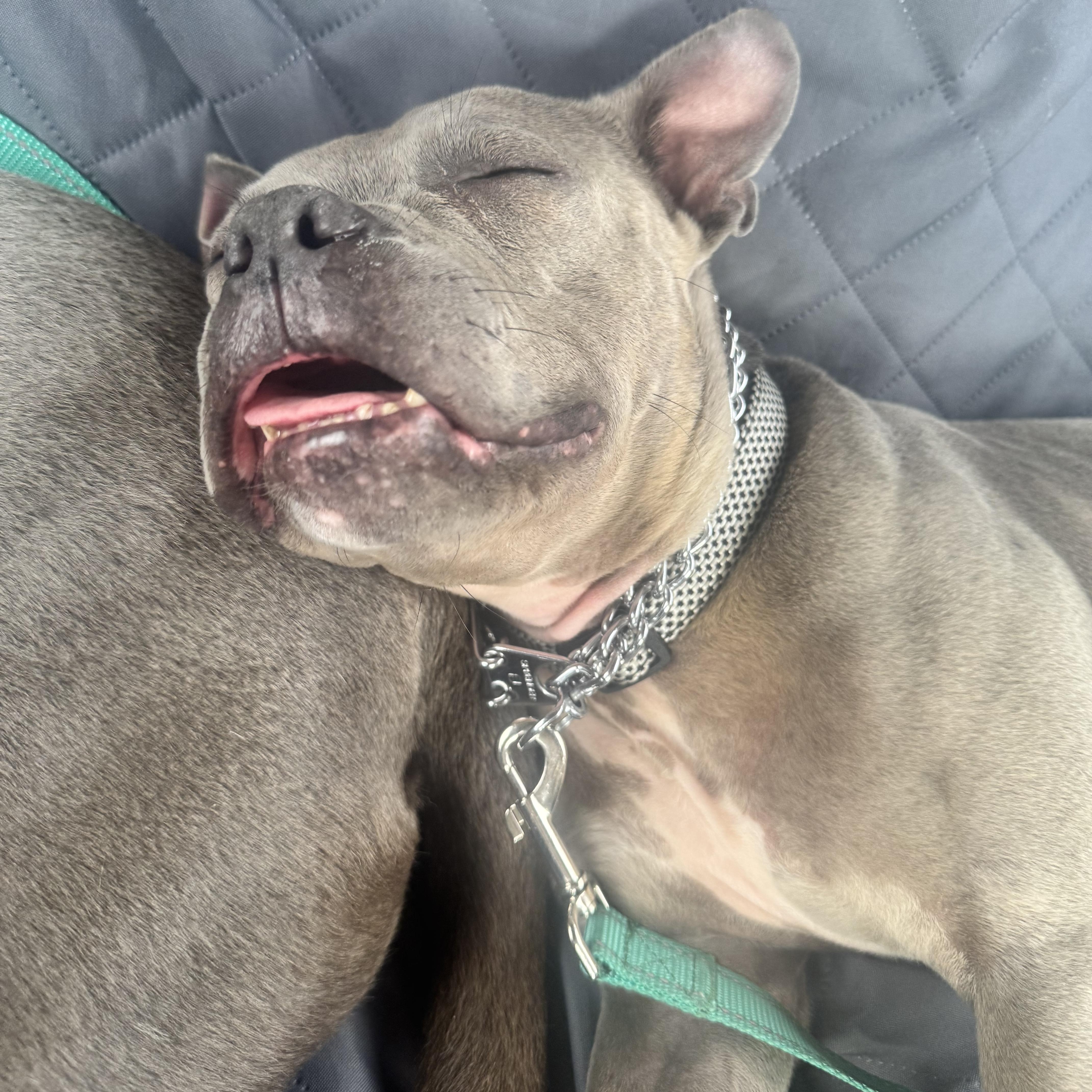 Goblina, a ADOPTABLE mixed breed in New Orleans, LA image 4/6