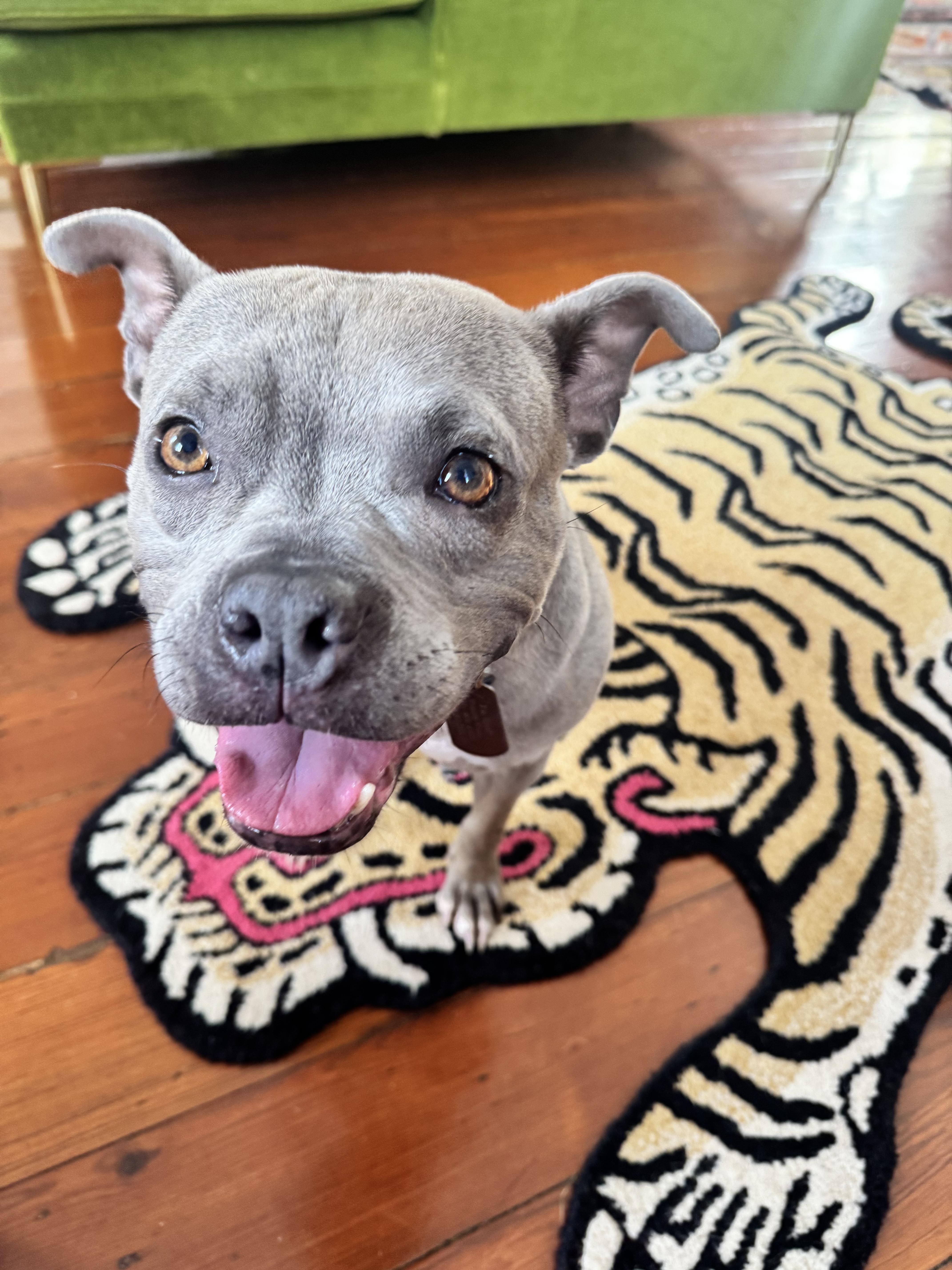 Enlarge Goblina, a ADOPTABLE mixed breed in New Orleans, LA image 1/6