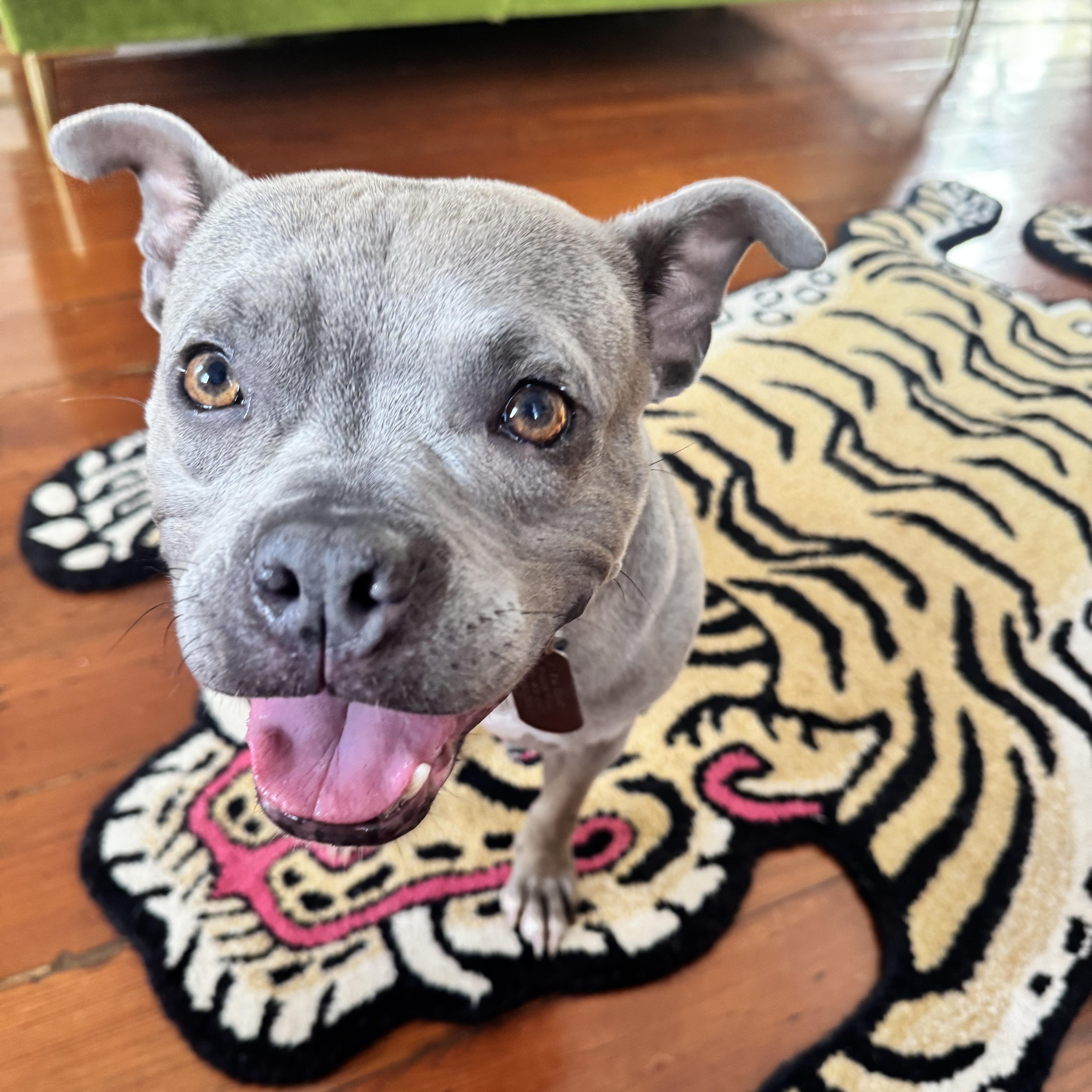 Goblina, a ADOPTABLE mixed breed in New Orleans, LA image 2/6