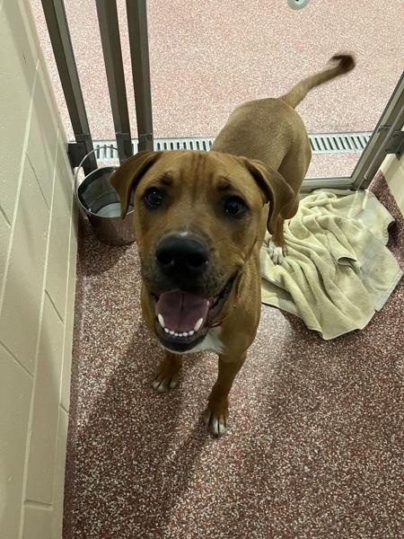 Enlarge Cookie, a Adoptable mixed breed in Stratham, NH image 1/2