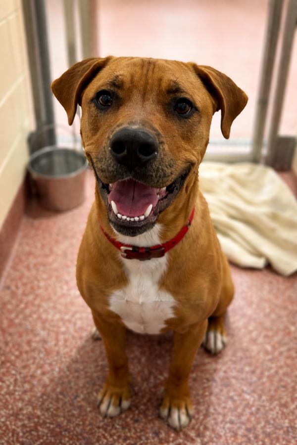 Enlarge Cookie, a Adoptable mixed breed in Stratham, NH image 2/2