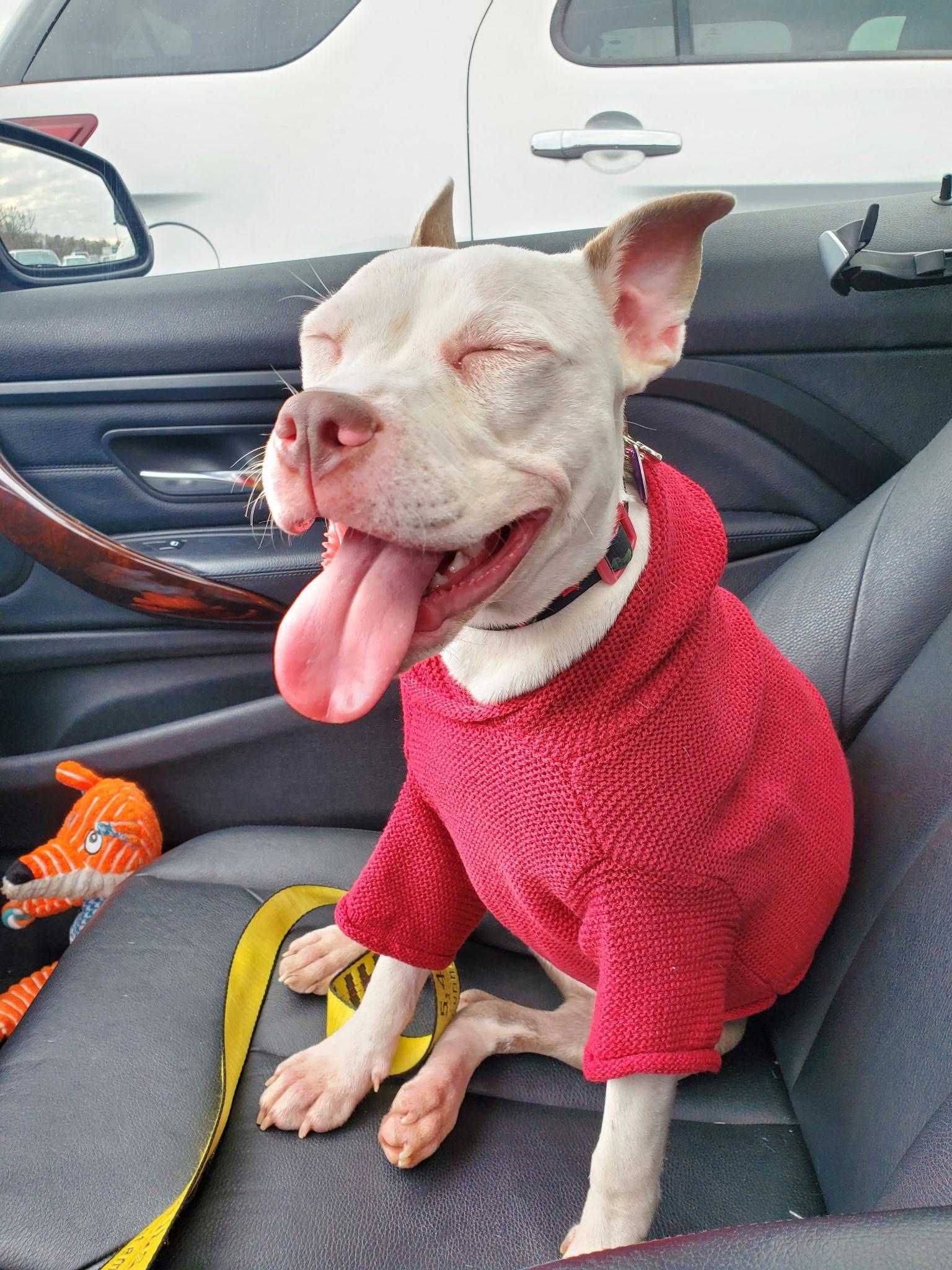 Stella, Adoptable, Adult Female Staffordshire Bull Terrier.