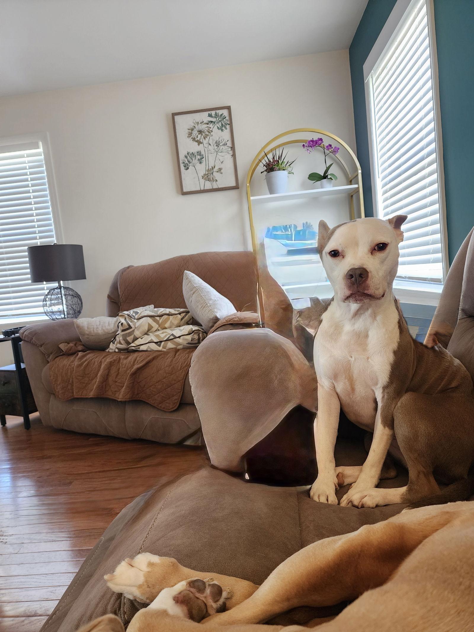 Enlarge Stella, a Adoptable Staffordshire Bull Terrier in Oakhurst, NJ image 2/3