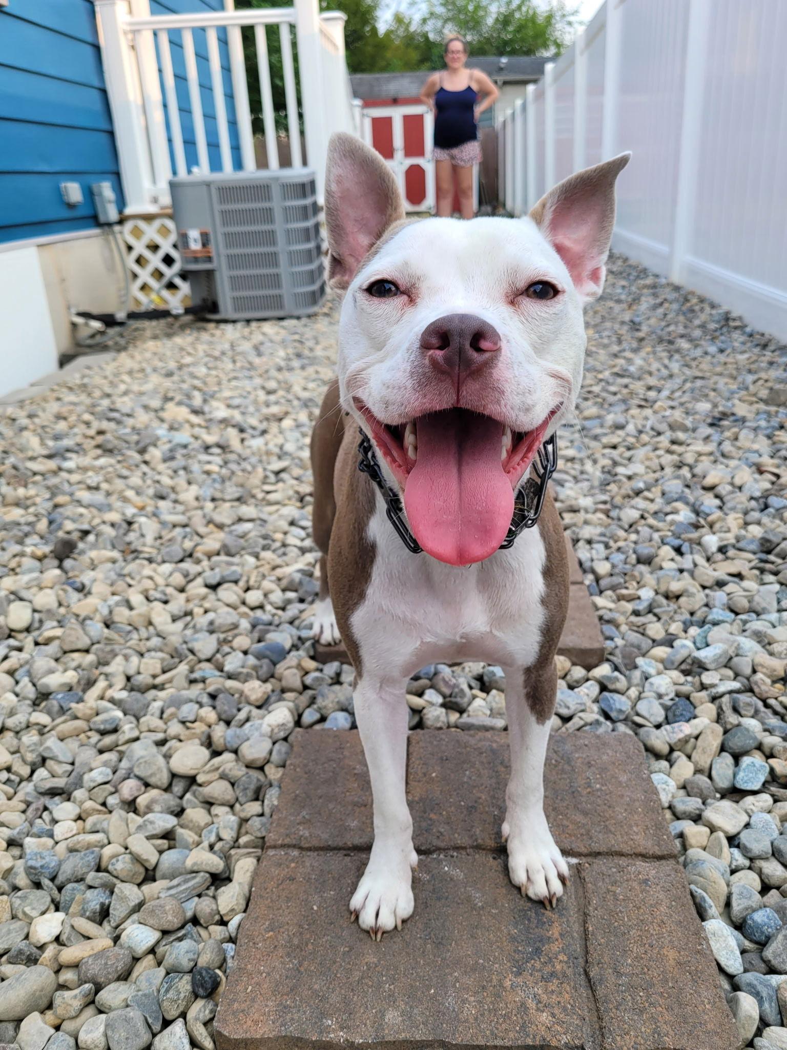 Enlarge Stella, a Adoptable Staffordshire Bull Terrier in Oakhurst, NJ image 3/3