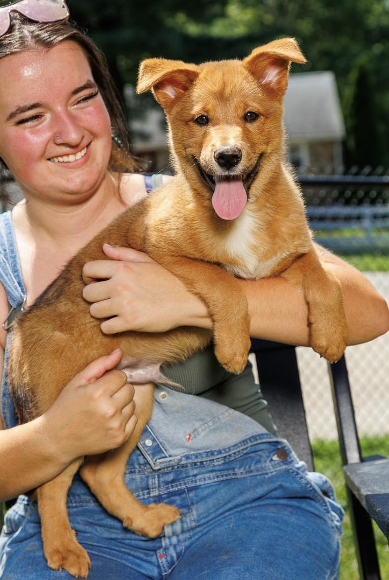 Enlarge Knicky, a Adoptable mixed breed in Chester Springs, PA image 2/3