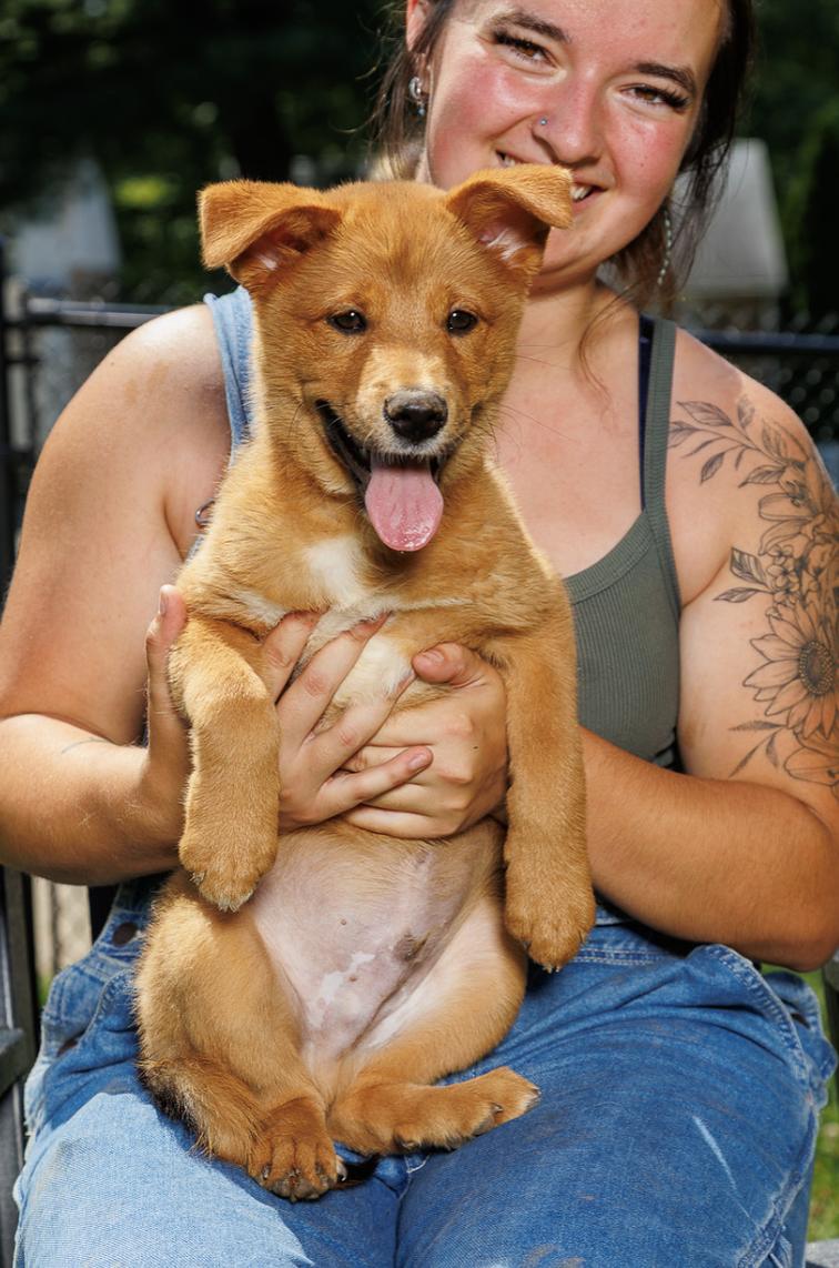 Enlarge Knicky, a Adoptable mixed breed in Chester Springs, PA image 3/3