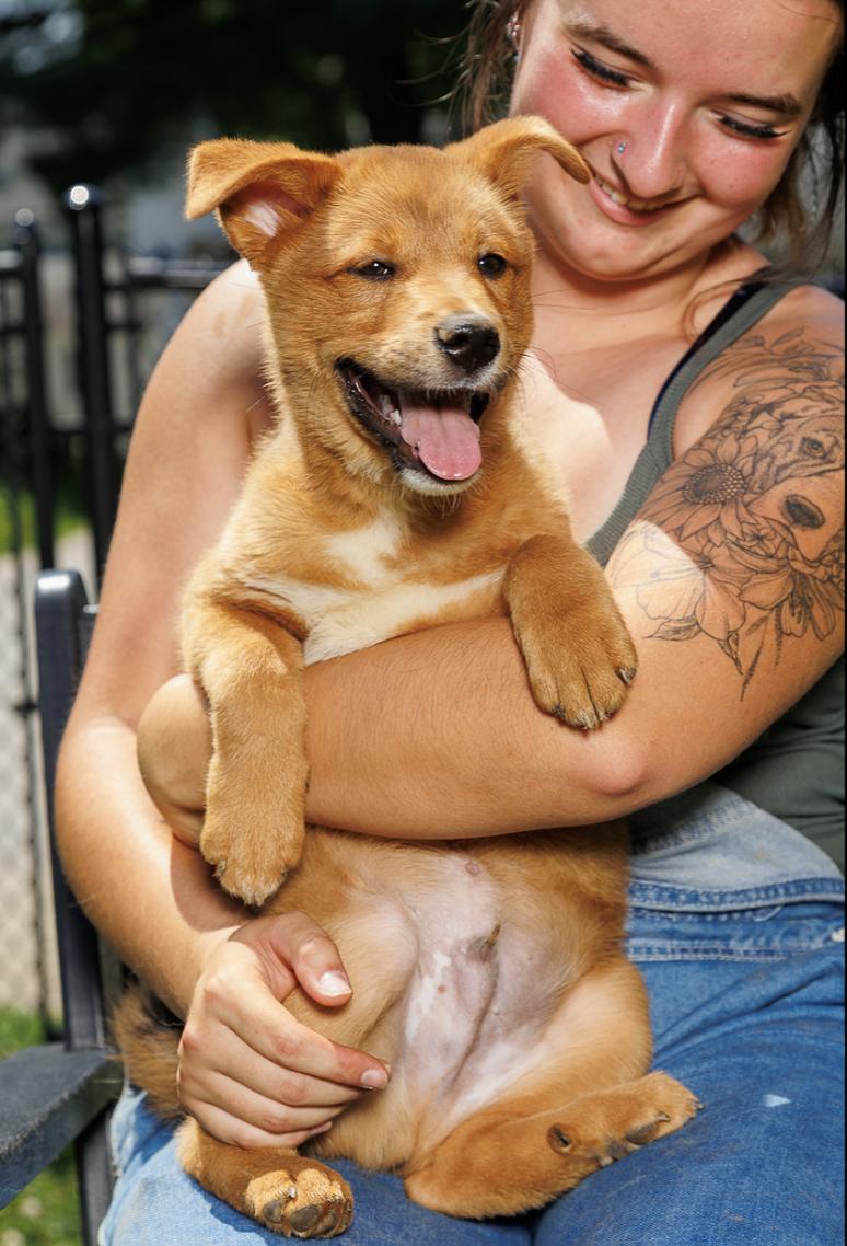 Knicky, Adoptable, Puppy Male Corgi & Shiba Inu.
