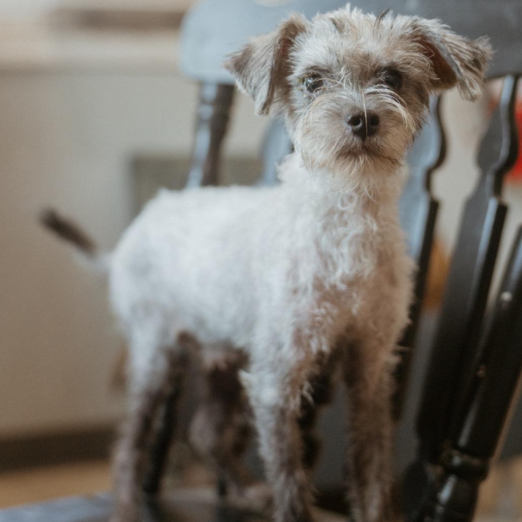 Enlarge Joey, a Adoptable Schnauzer in Hohenwald, TN image 1/5
