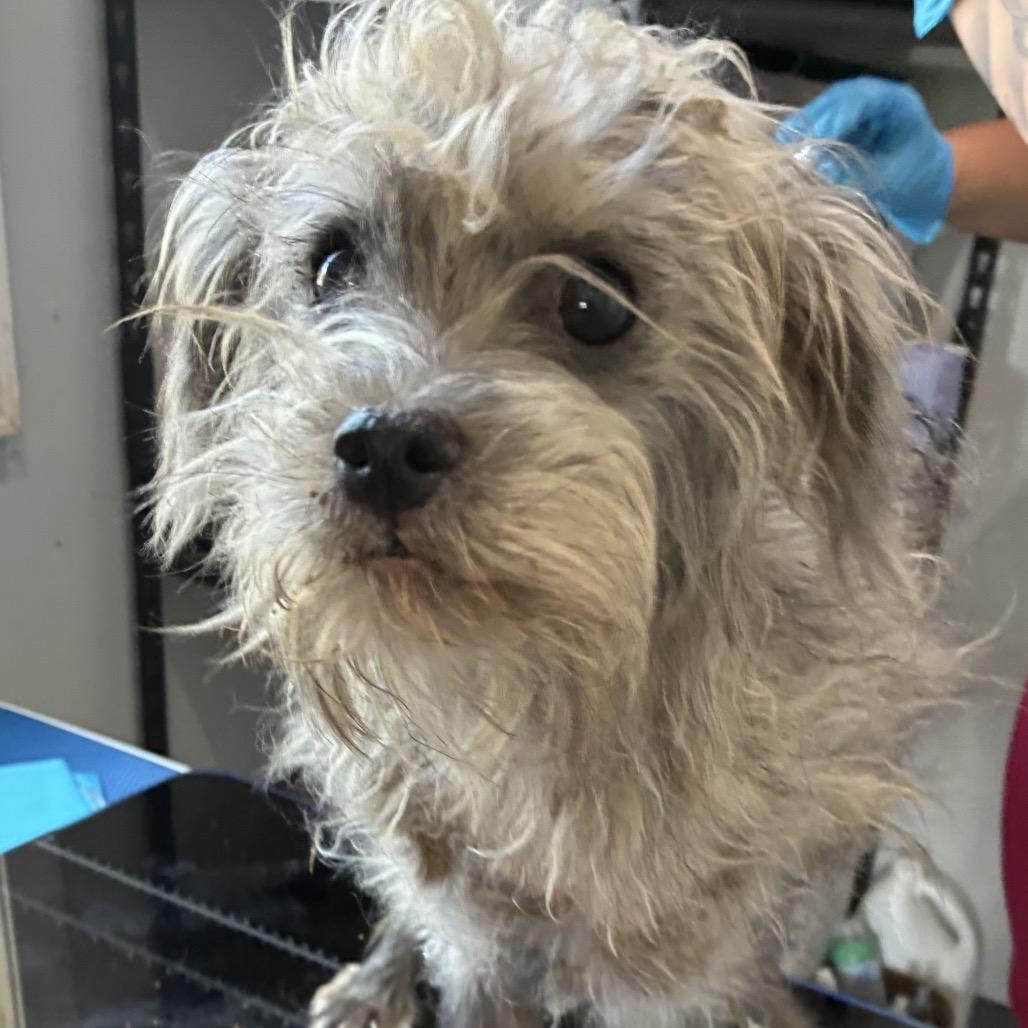 Enlarge Joey, a Adoptable Schnauzer in Hohenwald, TN image 2/5