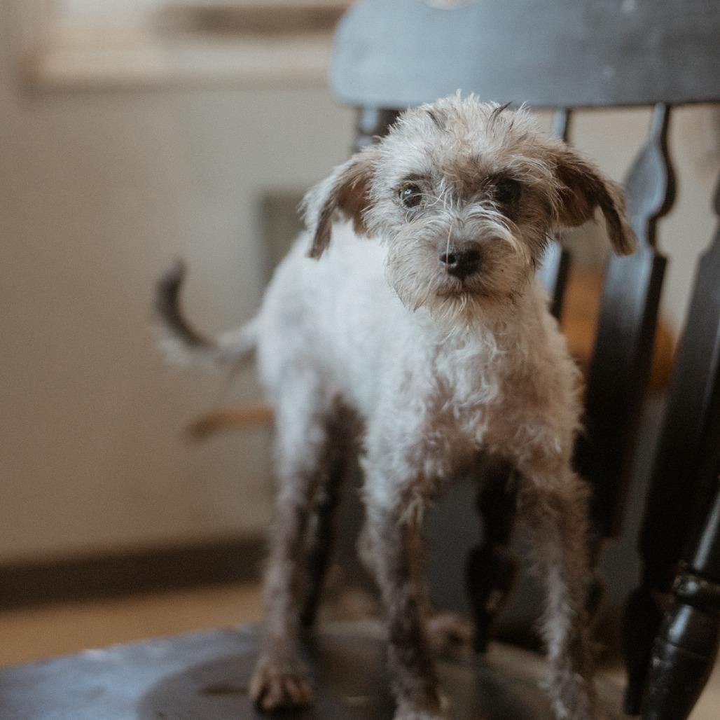 Enlarge Joey, a Adoptable Schnauzer in Hohenwald, TN image 3/5