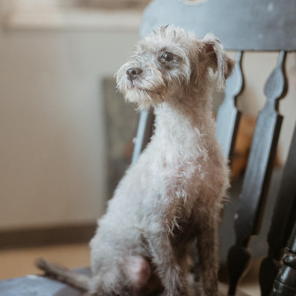 Enlarge Joey, a Adoptable Schnauzer in Hohenwald, TN image 4/5