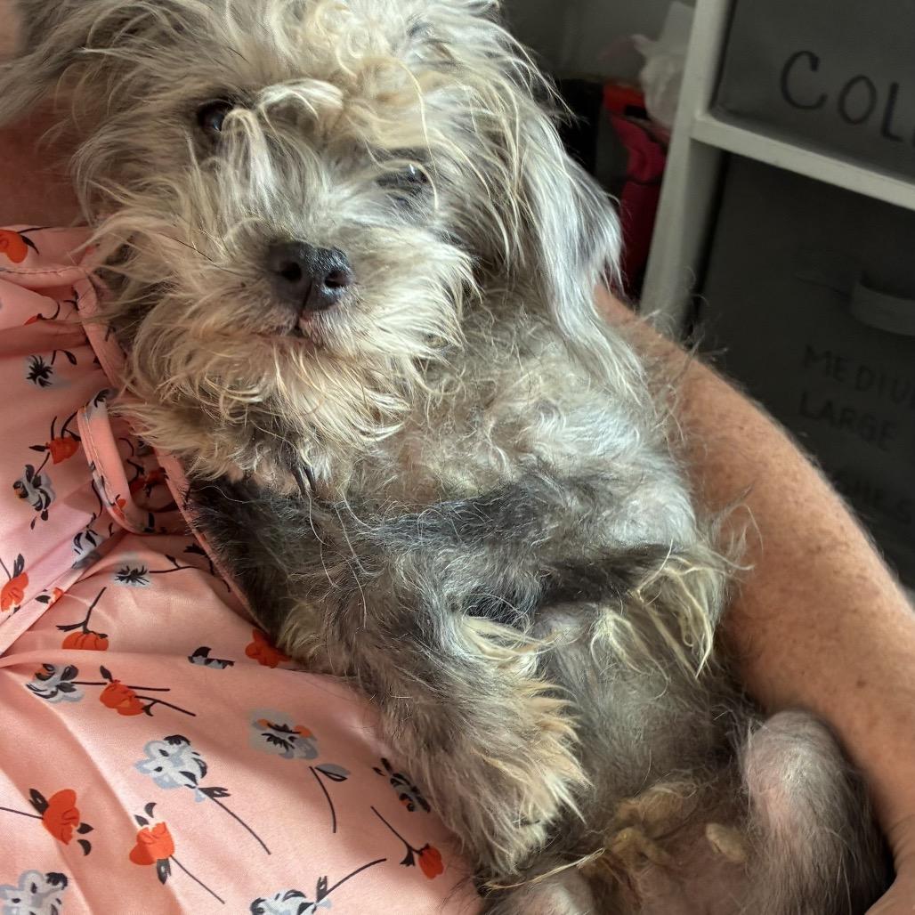 Enlarge Joey, a Adoptable Schnauzer in Hohenwald, TN image 5/5