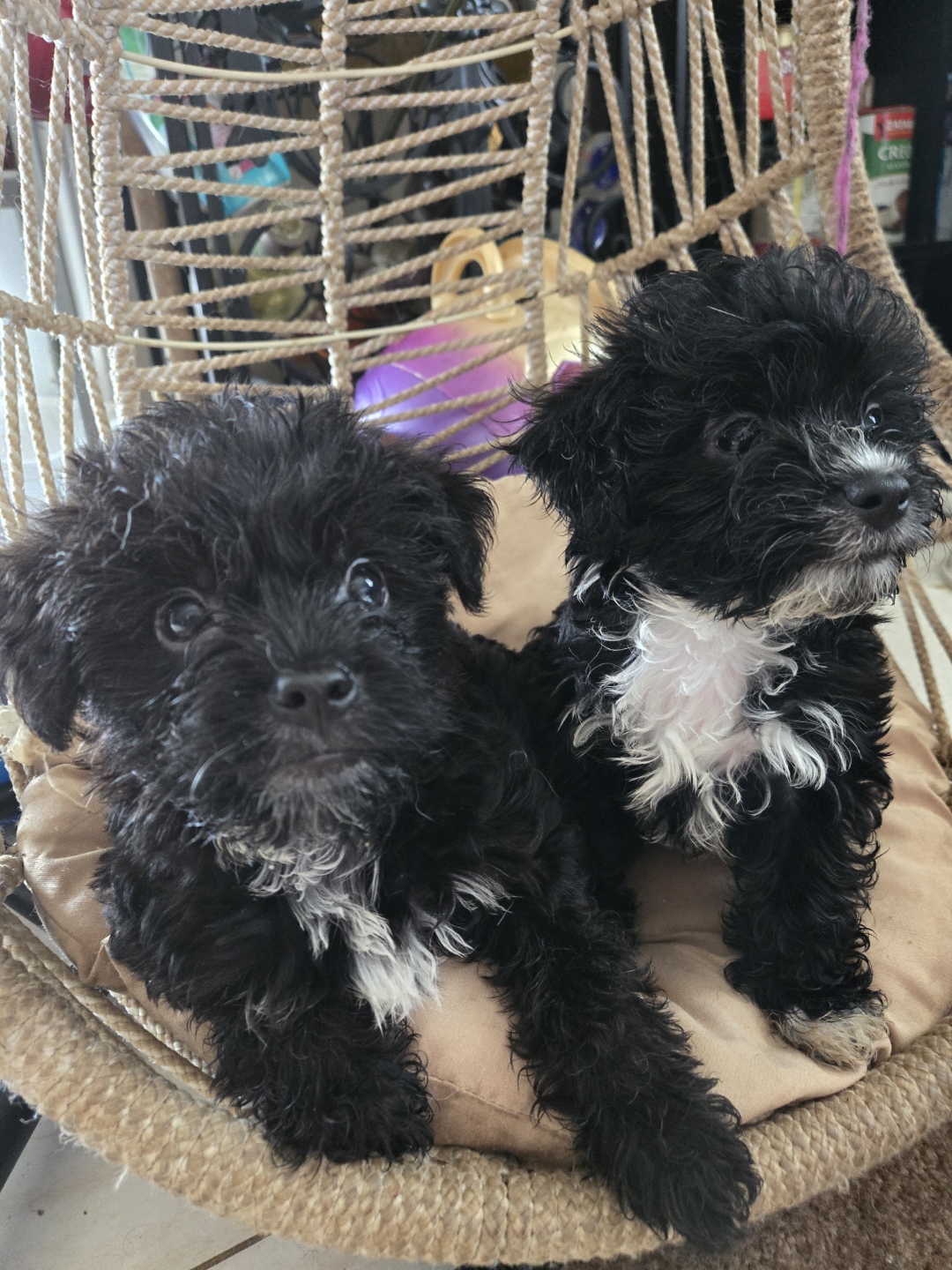 Poodle girl, Adopted, Puppy Female Poodle & Shih poo.