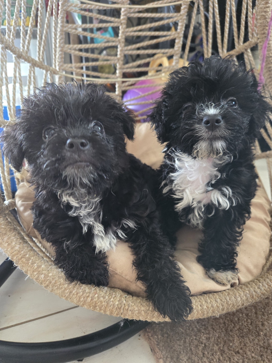 Poodle girl, a Adopted mixed breed in Torrance, CA image 2/3