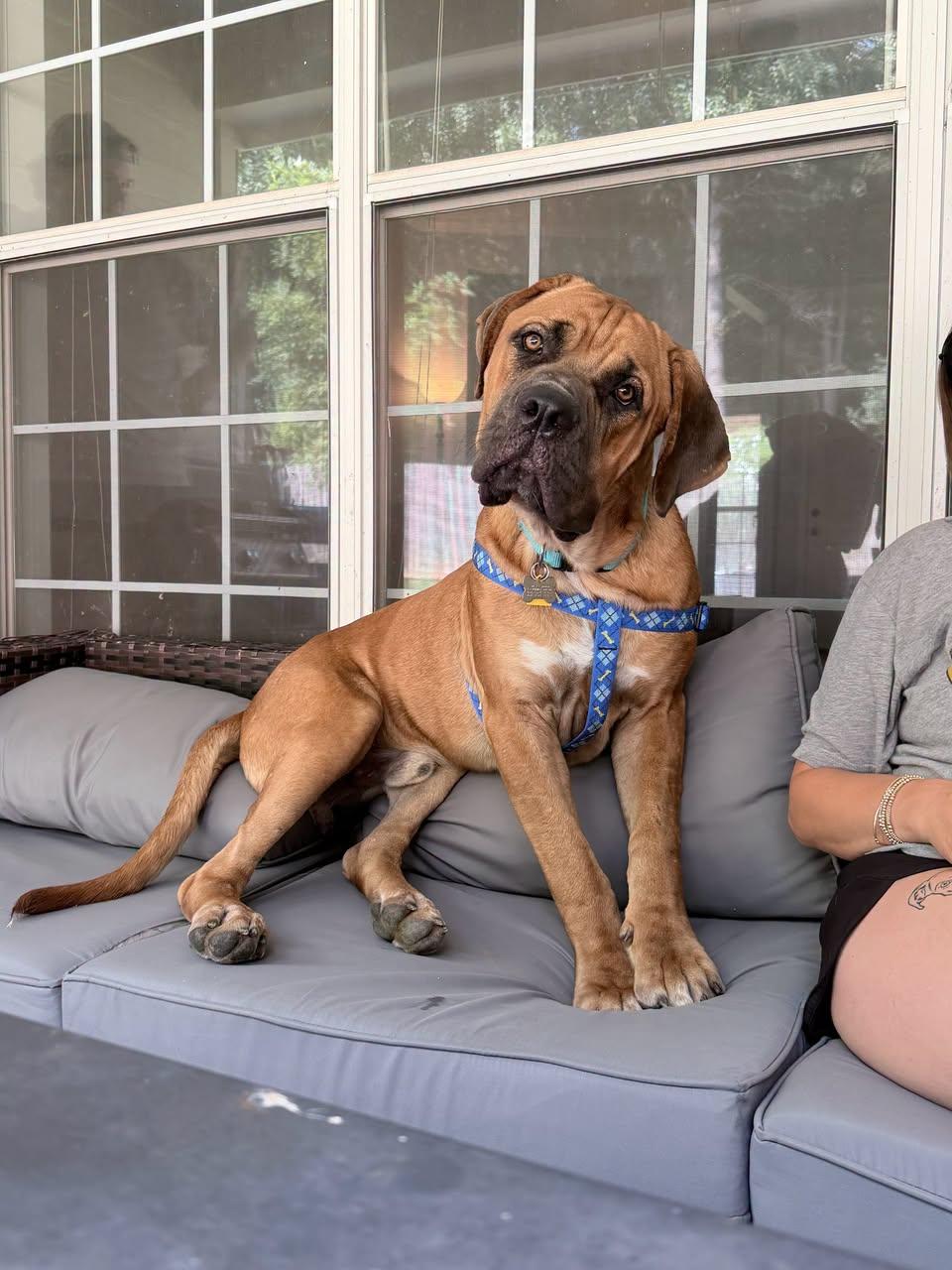 Odysseus, an adopted Mixed Breed in Memphis, TN image 4/6