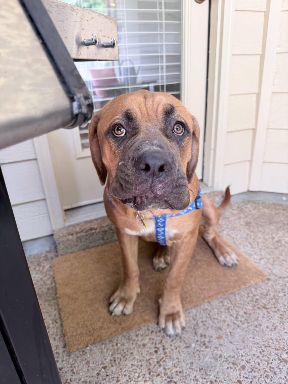 Odysseus, adopted, Young Male Mixed Breed.