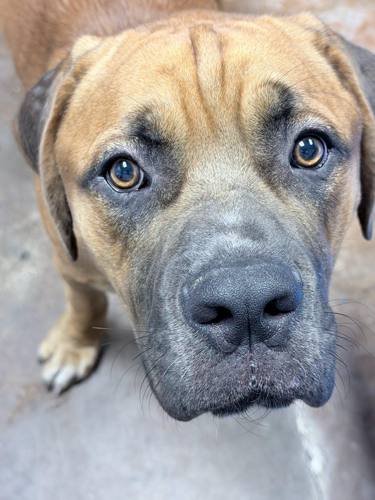 Odysseus, an adopted Mixed Breed in Memphis, TN image 6/6