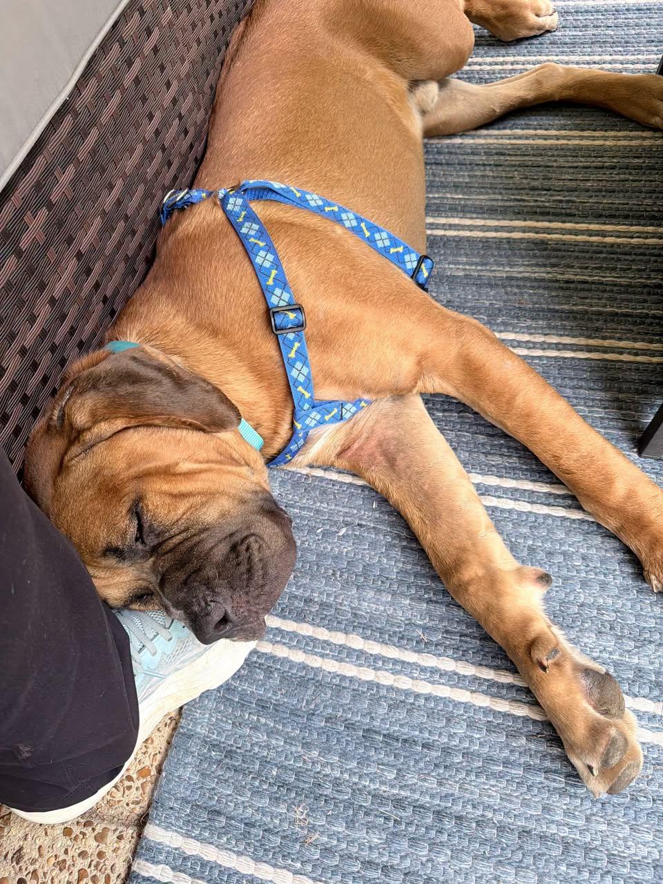 Odysseus, an adopted Mixed Breed in Memphis, TN image 2/6