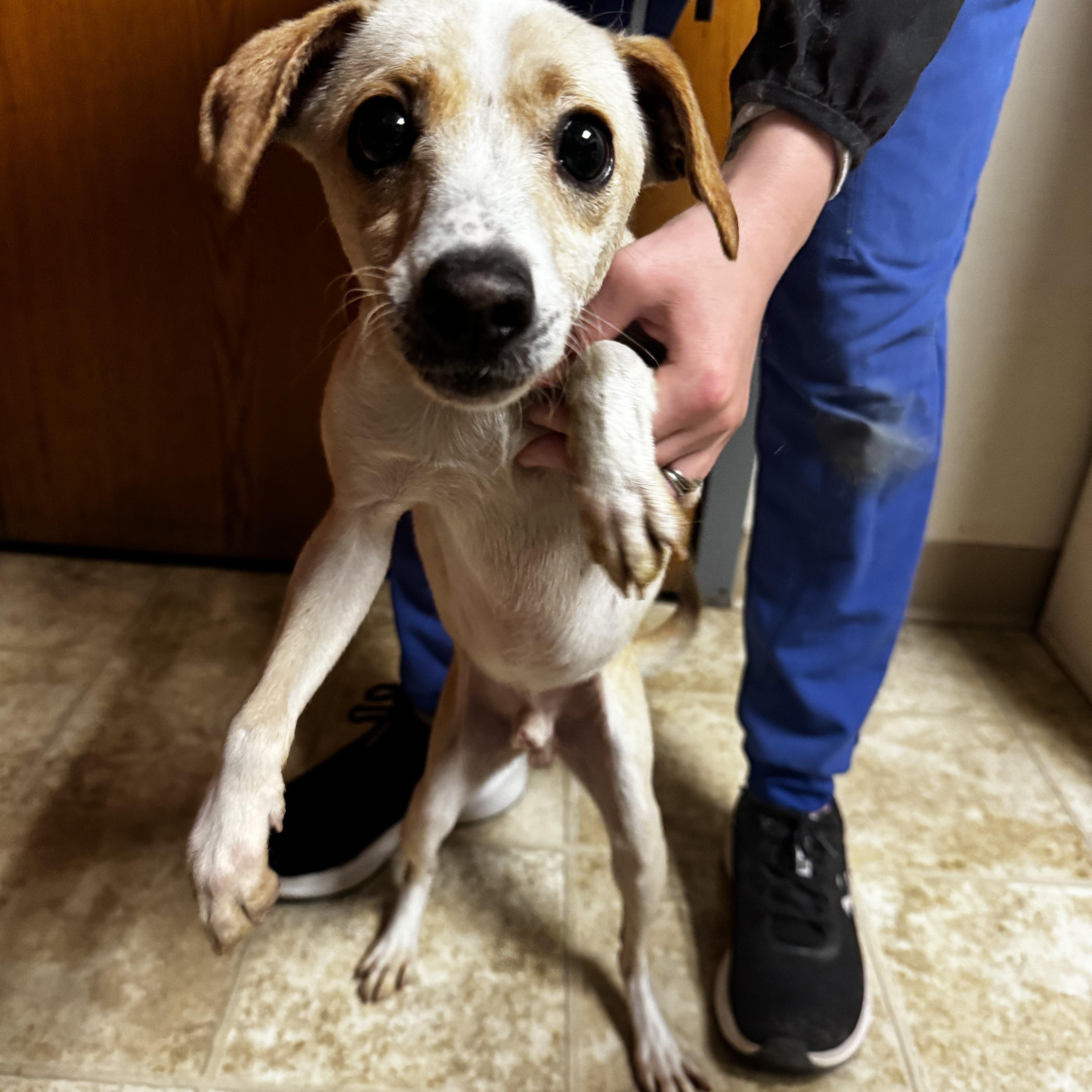 Jack, ADOPTABLE, Adult Male Chihuahua.