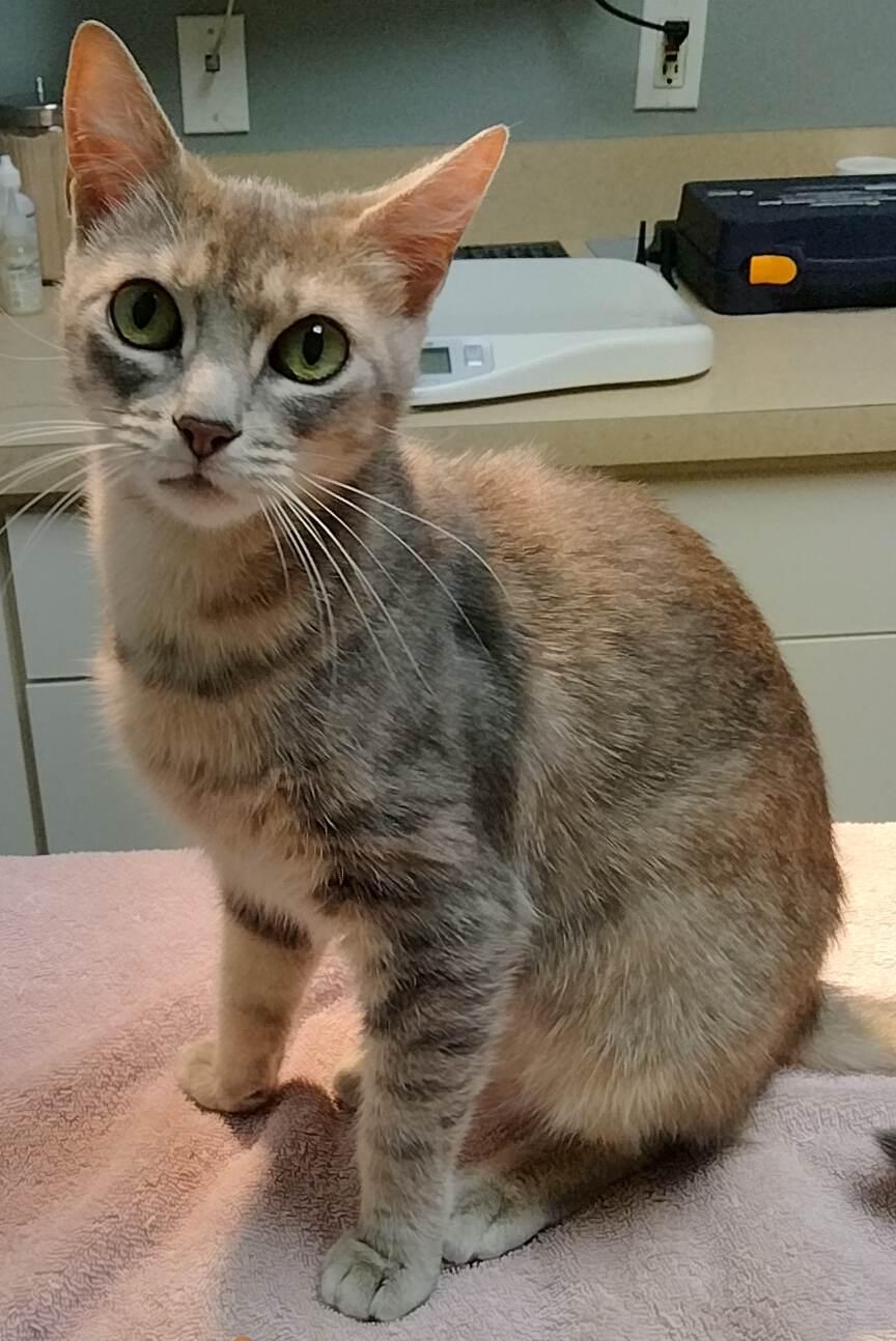 Babies, Adoptable, Adult Female Domestic Short Hair.