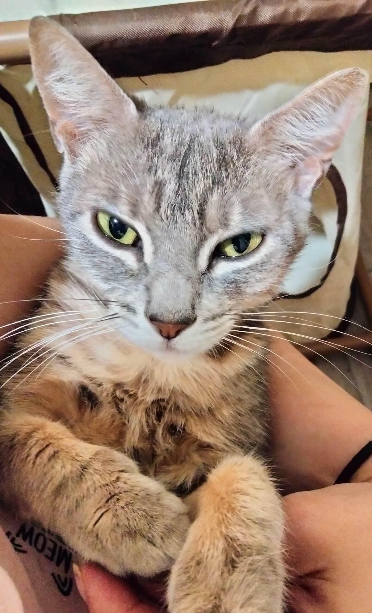 Enlarge Babies, a Adoptable Domestic Short Hair in Rochester Hills, MI image 2/3