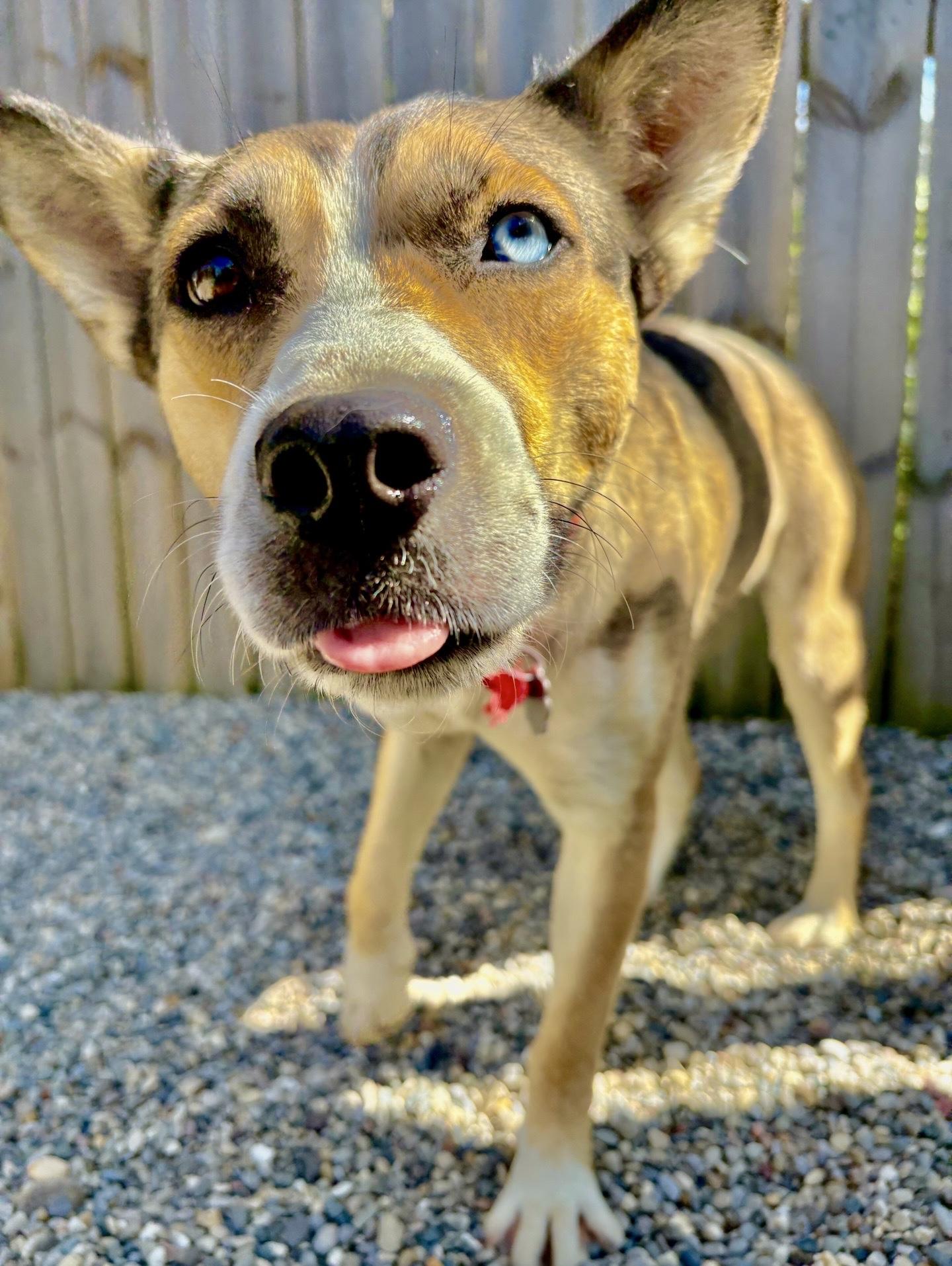 Enlarge Cinnamon, a Adoptable mixed breed in Oxford, MI image 4/6