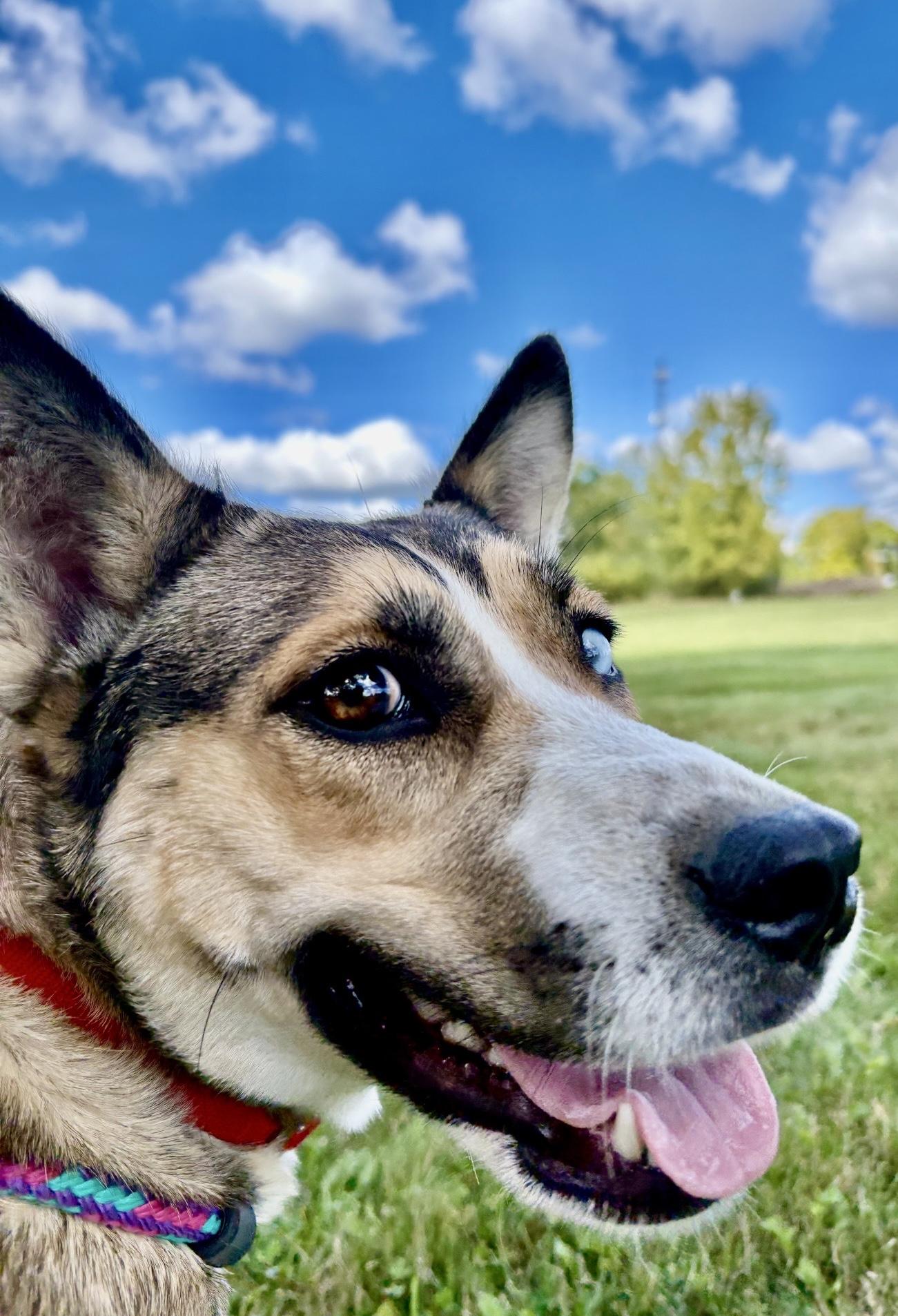 Enlarge Cinnamon, a Adoptable mixed breed in Oxford, MI image 6/6