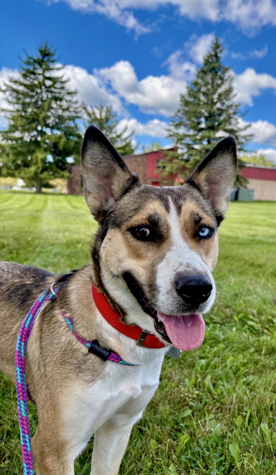 Enlarge Cinnamon, a Adoptable mixed breed in Oxford, MI image 5/6