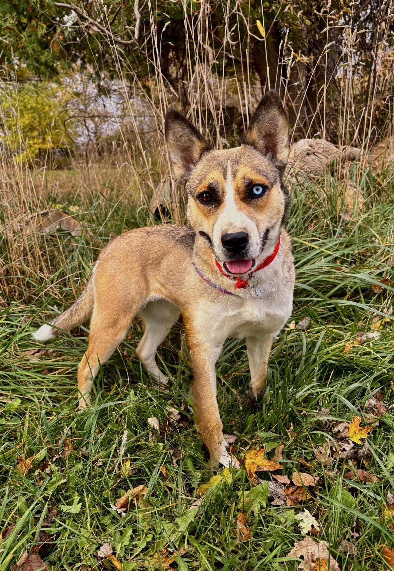 Cinnamon, Adoptable, Young Female Husky & Mixed Breed.