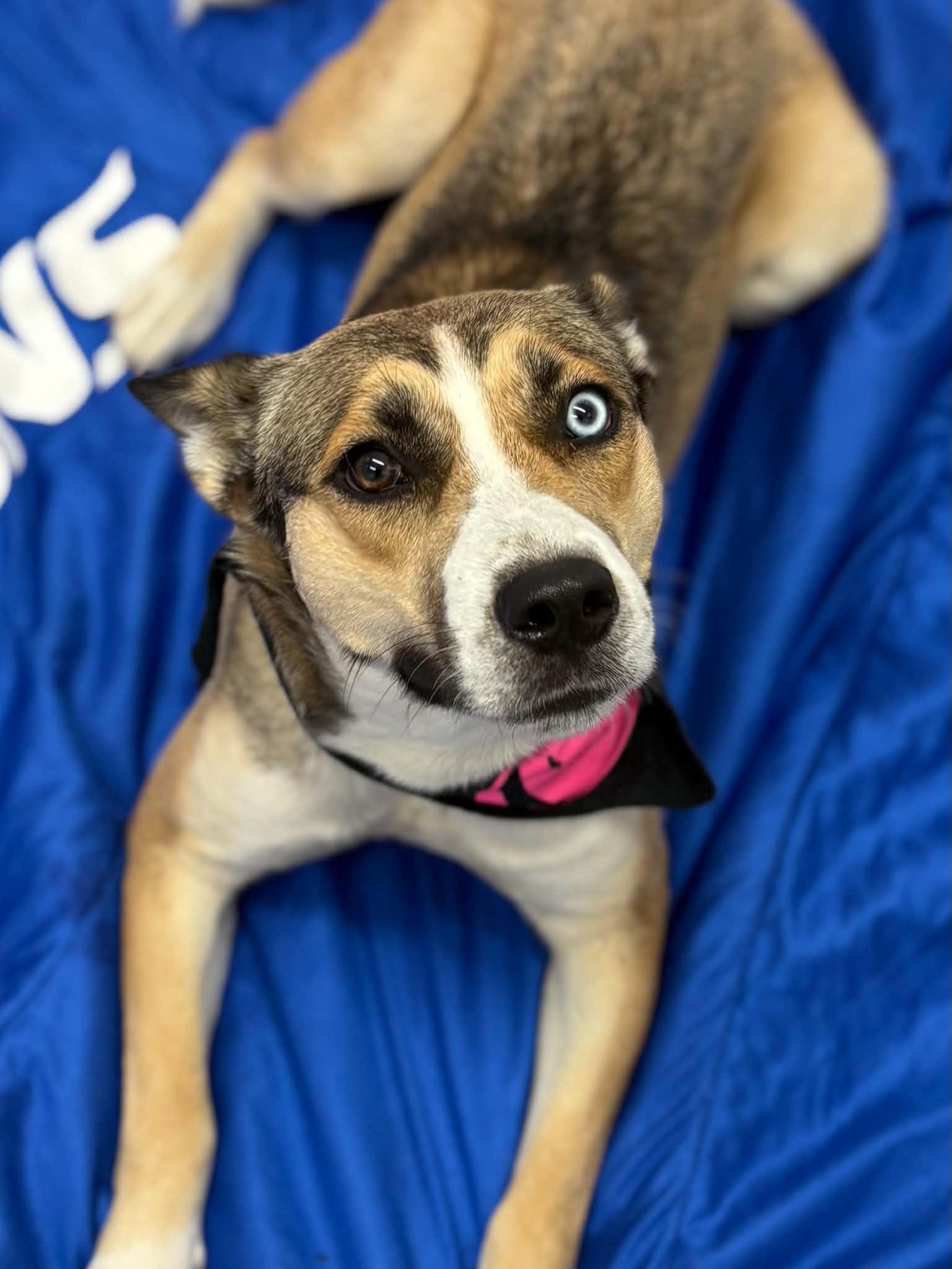 Cinnamon, Adoptable, Young Female Husky & Mixed Breed.