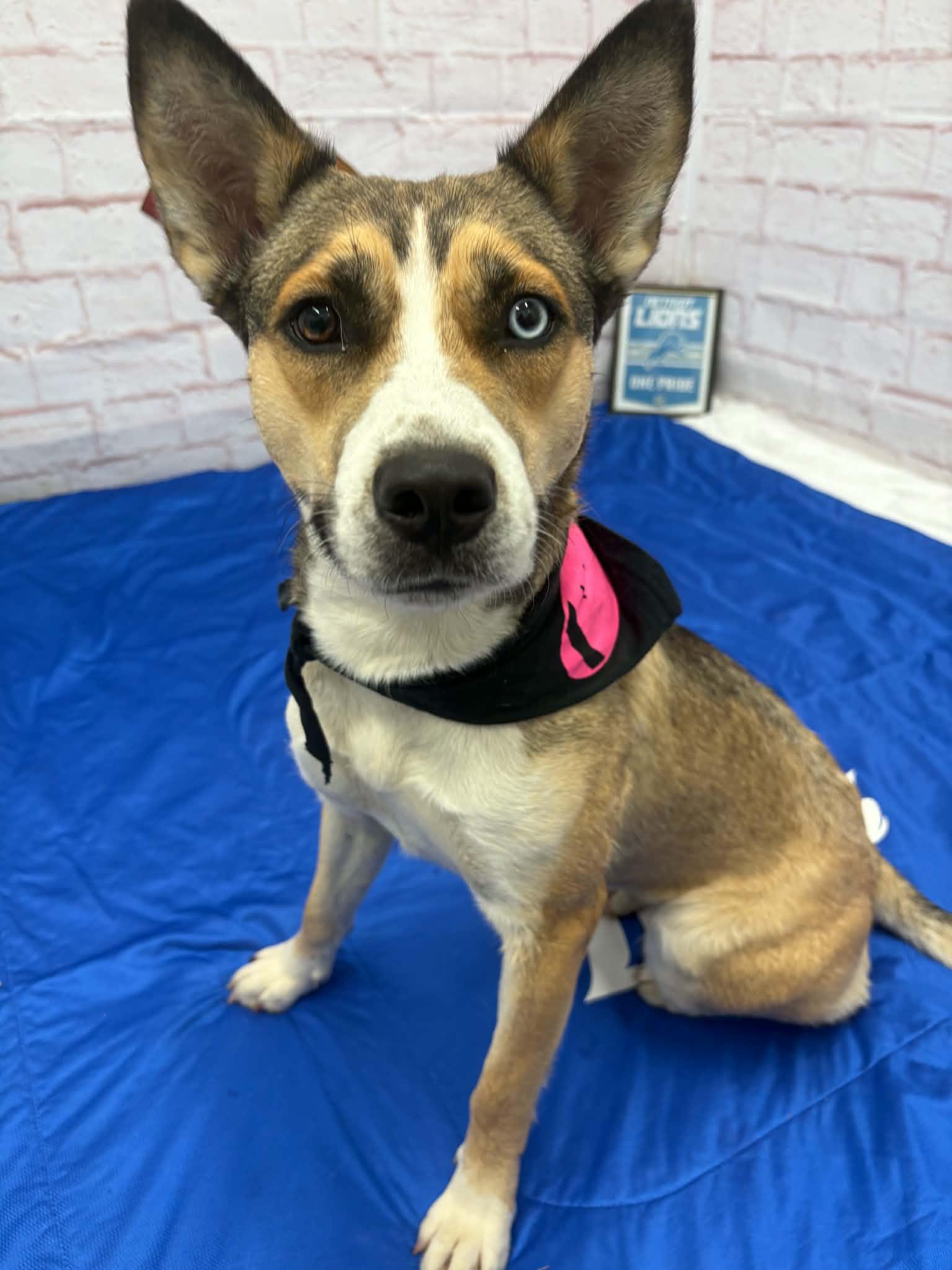 Enlarge Cinnamon, a Adoptable mixed breed in Oxford, MI image 2/6
