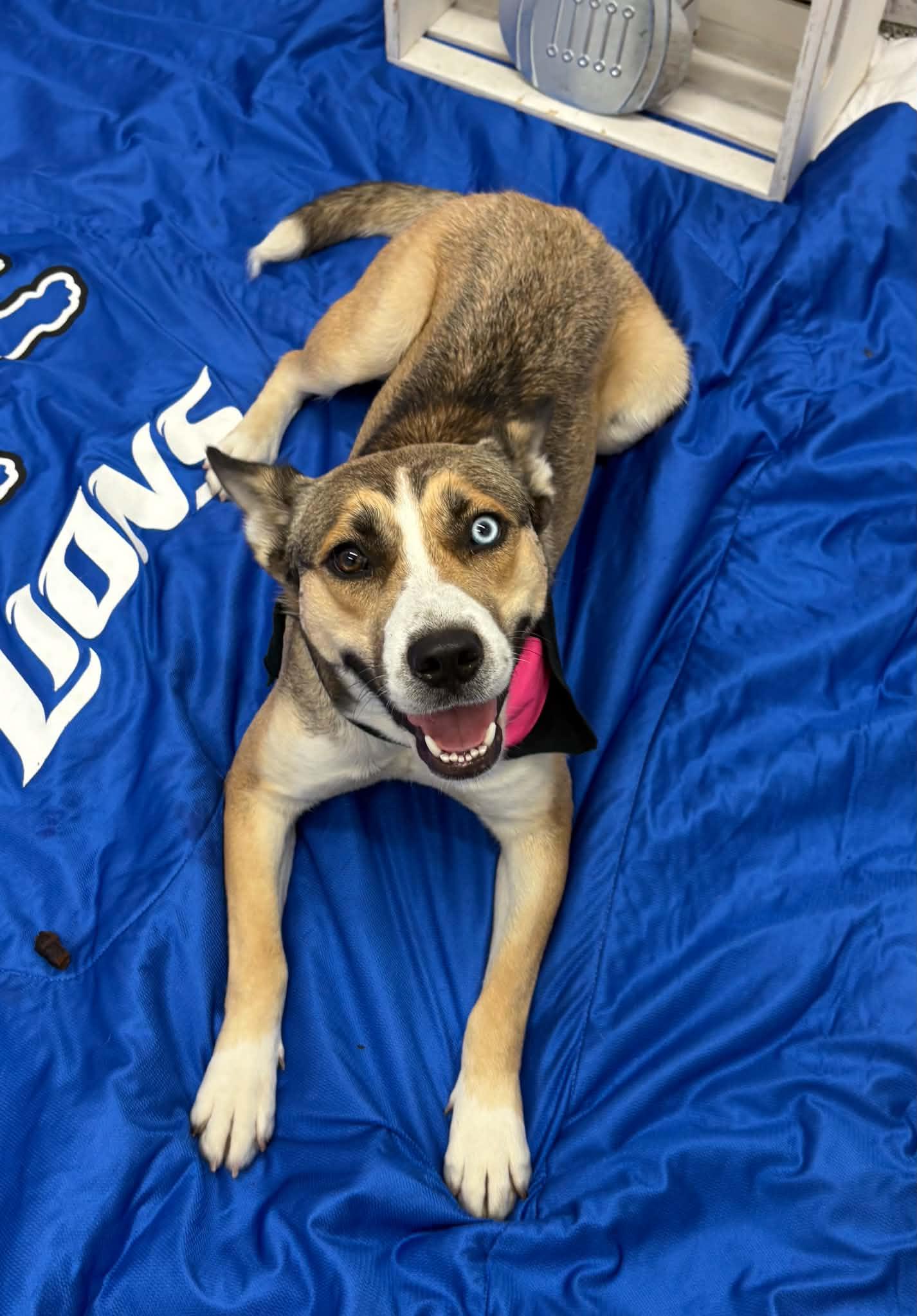 Enlarge Cinnamon, a Adoptable mixed breed in Oxford, MI image 3/6