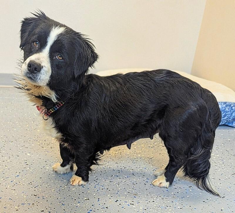 Emmy, Adoptable, Adult Female Corgi & Border Collie.