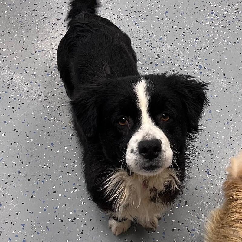 Emmy, a Adoptable mixed breed in Yankton, SD image 2/6