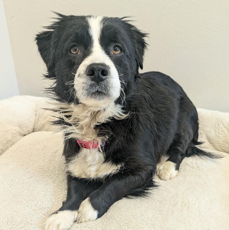 Emmy, a Adoptable mixed breed in Yankton, SD image 3/6