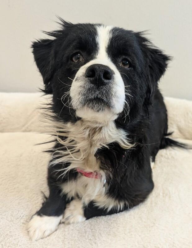 Emmy, a Adoptable mixed breed in Yankton, SD image 4/6