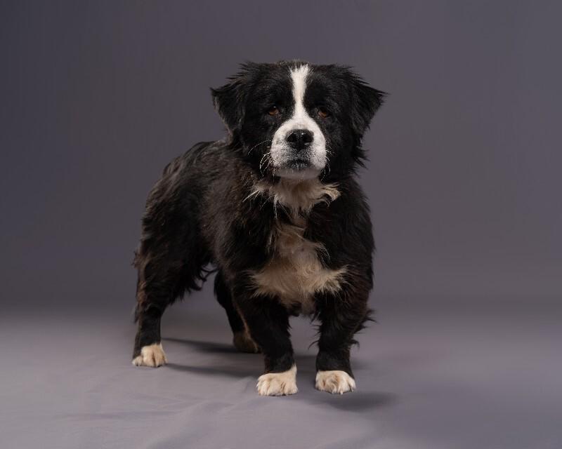 Emmy, a Adoptable mixed breed in Yankton, SD image 5/6