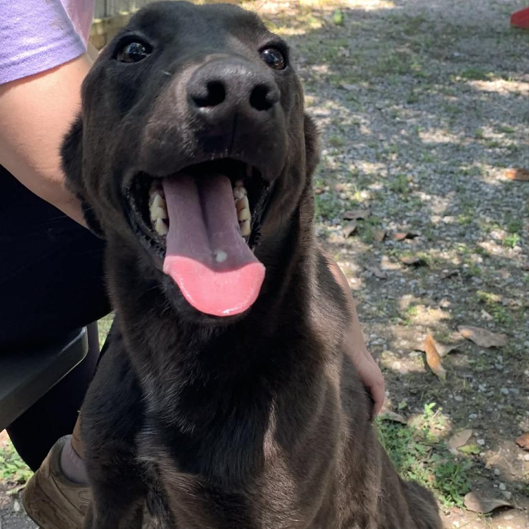 Zane, a Adoptable Mixed Breed in Laurel, MS image 1/3